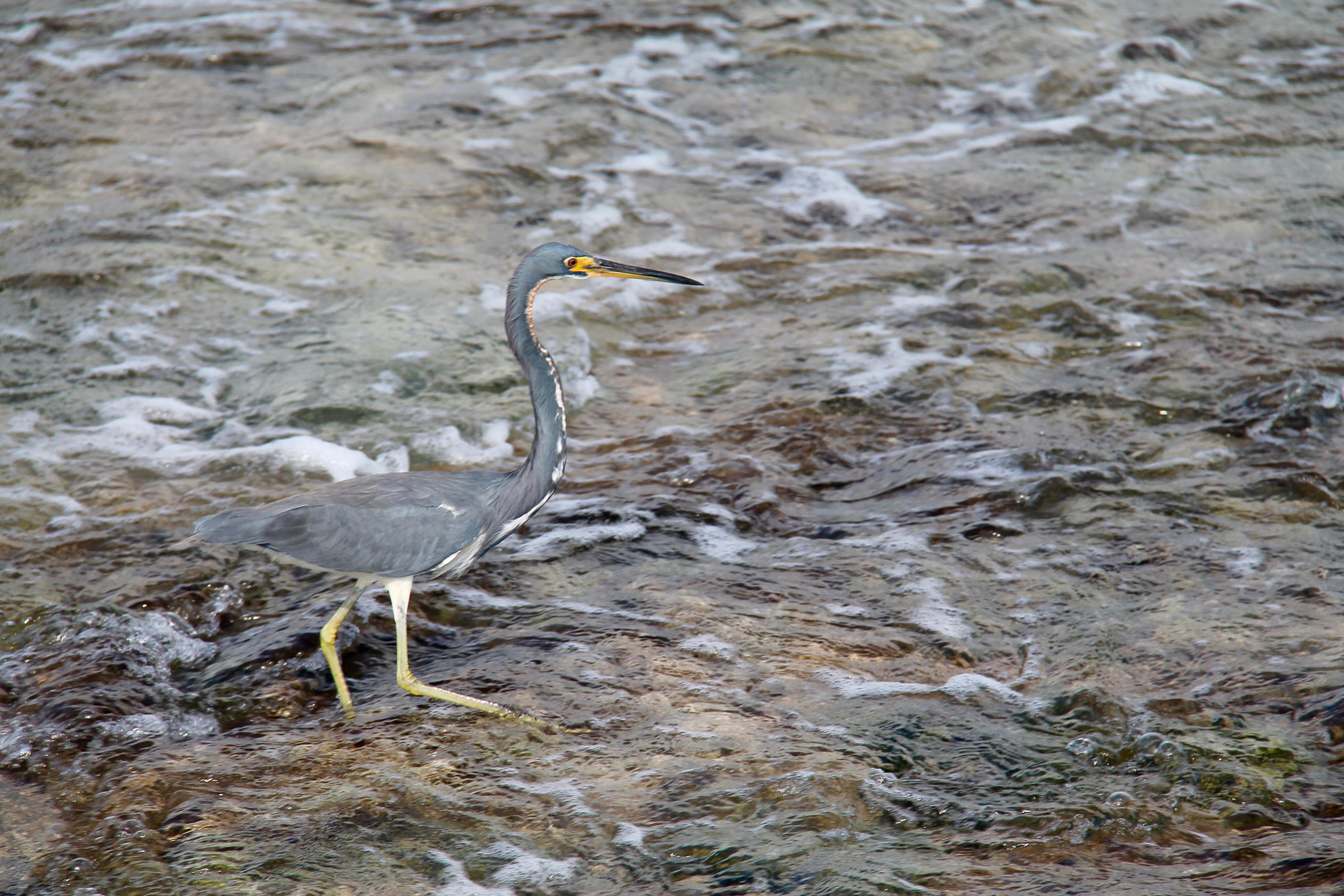 Canon EF-S 18-200mm F3.5-5.6 IS sample photo. Egret photography