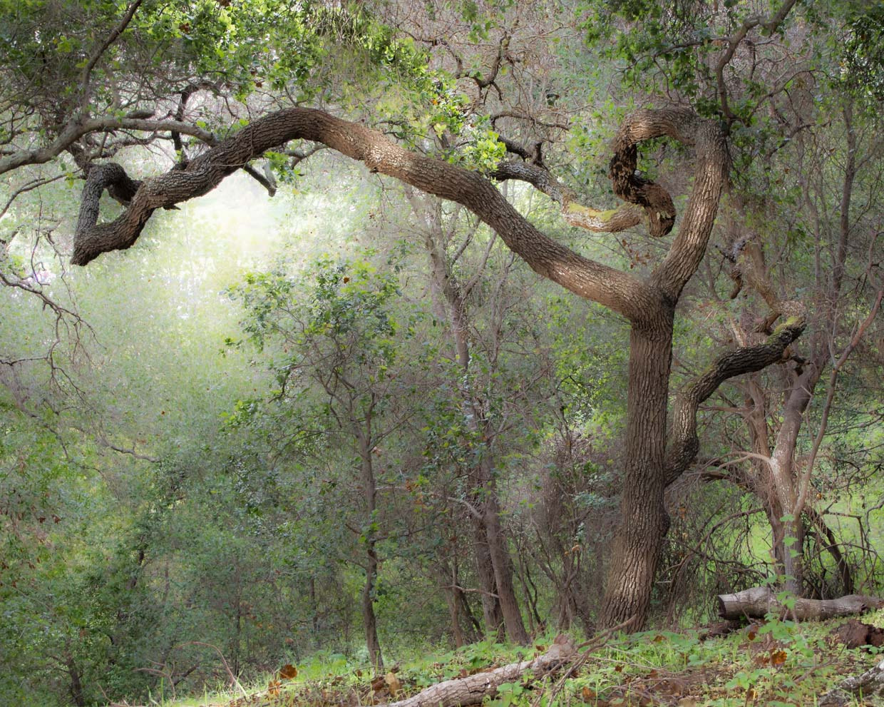 Olympus PEN E-PM2 sample photo. Dreamy forest, san jose california us photography
