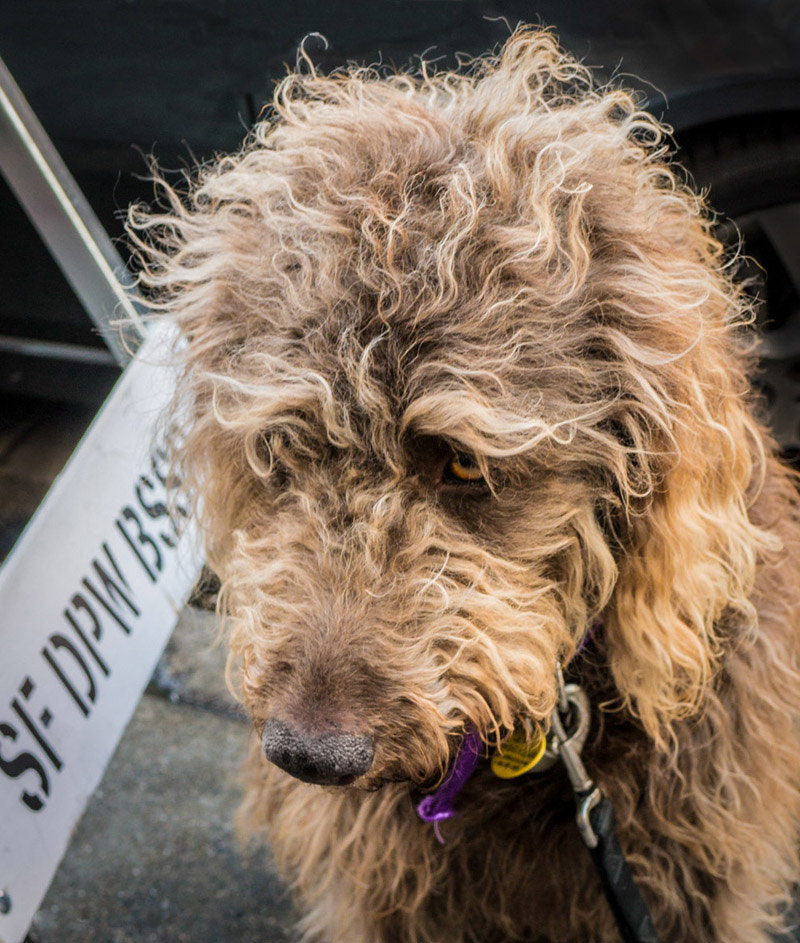 Panasonic Lumix DMC-GX1 + Panasonic Lumix G Vario 14-45mm F3.5-5.6 ASPH OIS sample photo. Waiting doggie photography