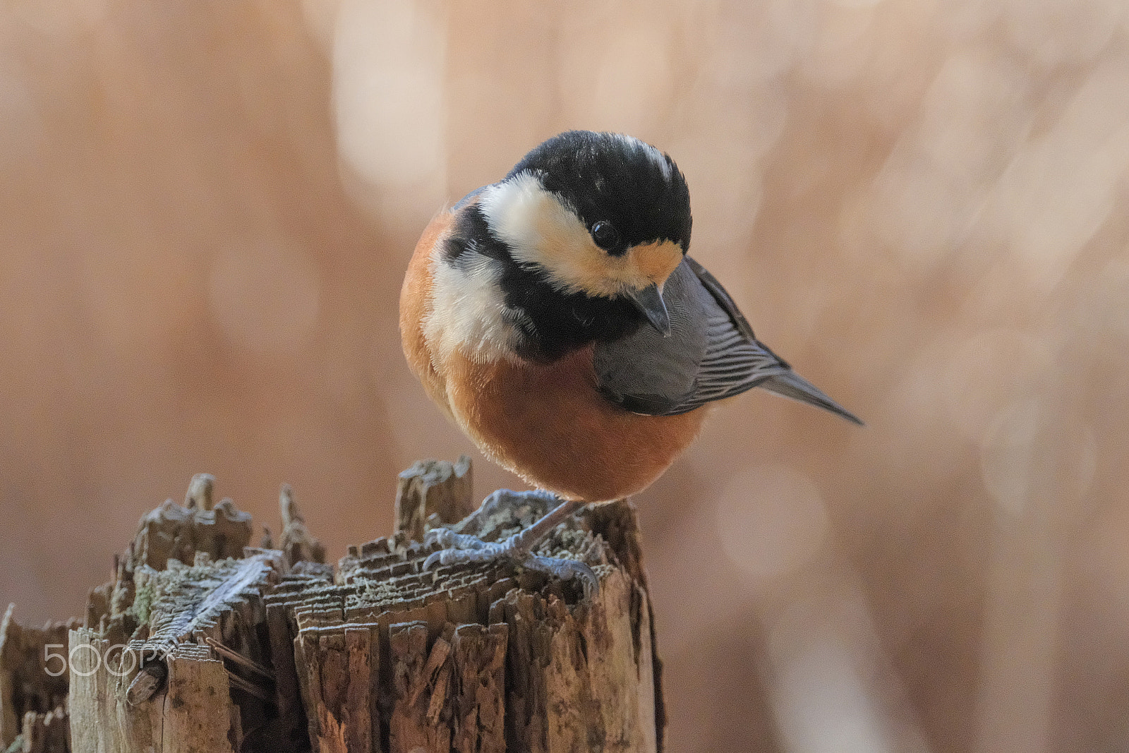 XF100-400mmF4.5-5.6 R LM OIS WR + 1.4x sample photo. Varied tit photography