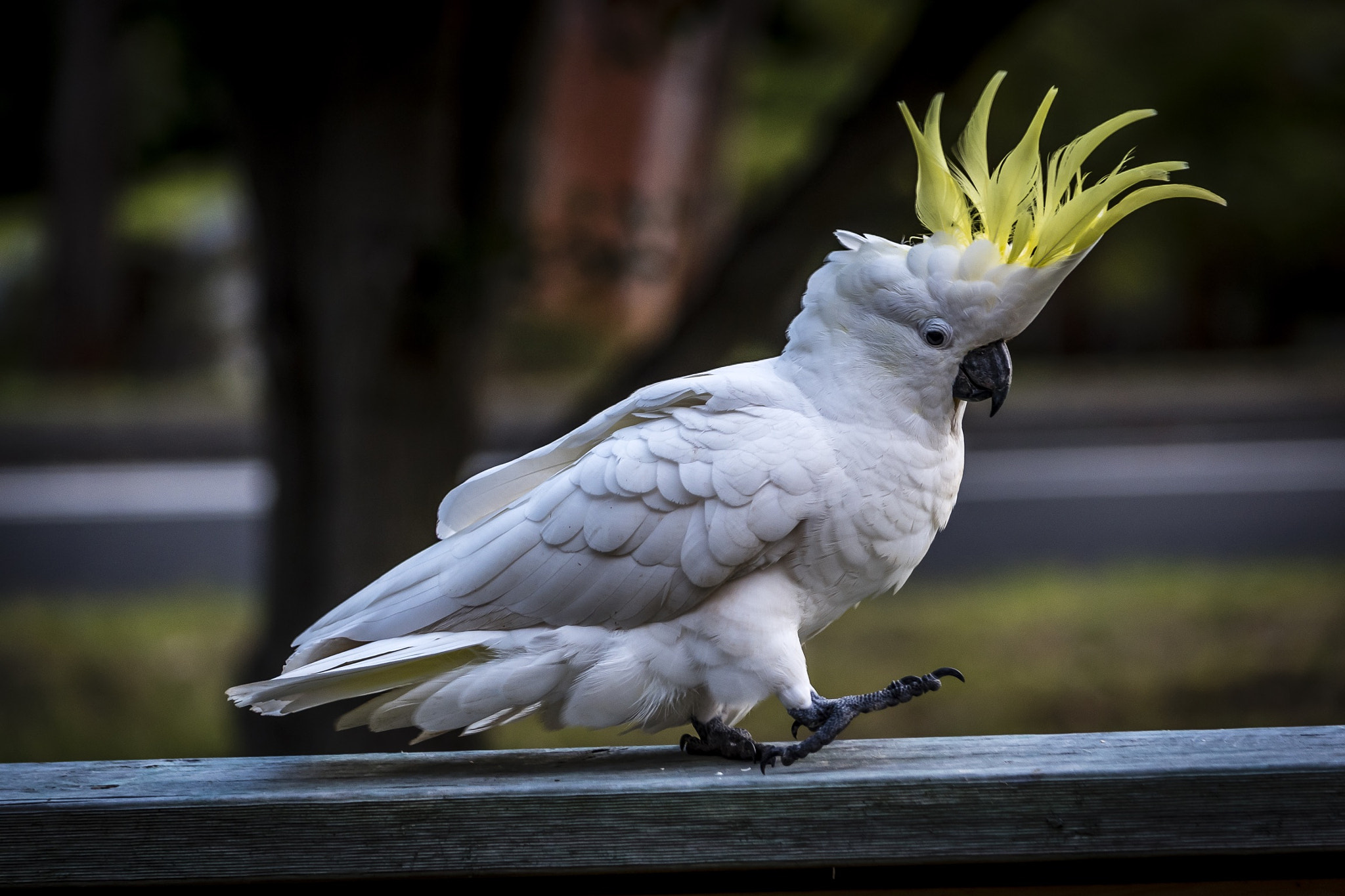 Nikon D810 + Nikon AF-S DX Nikkor 55-300mm F4.5-5.6G ED VR sample photo. Cockatoo photography