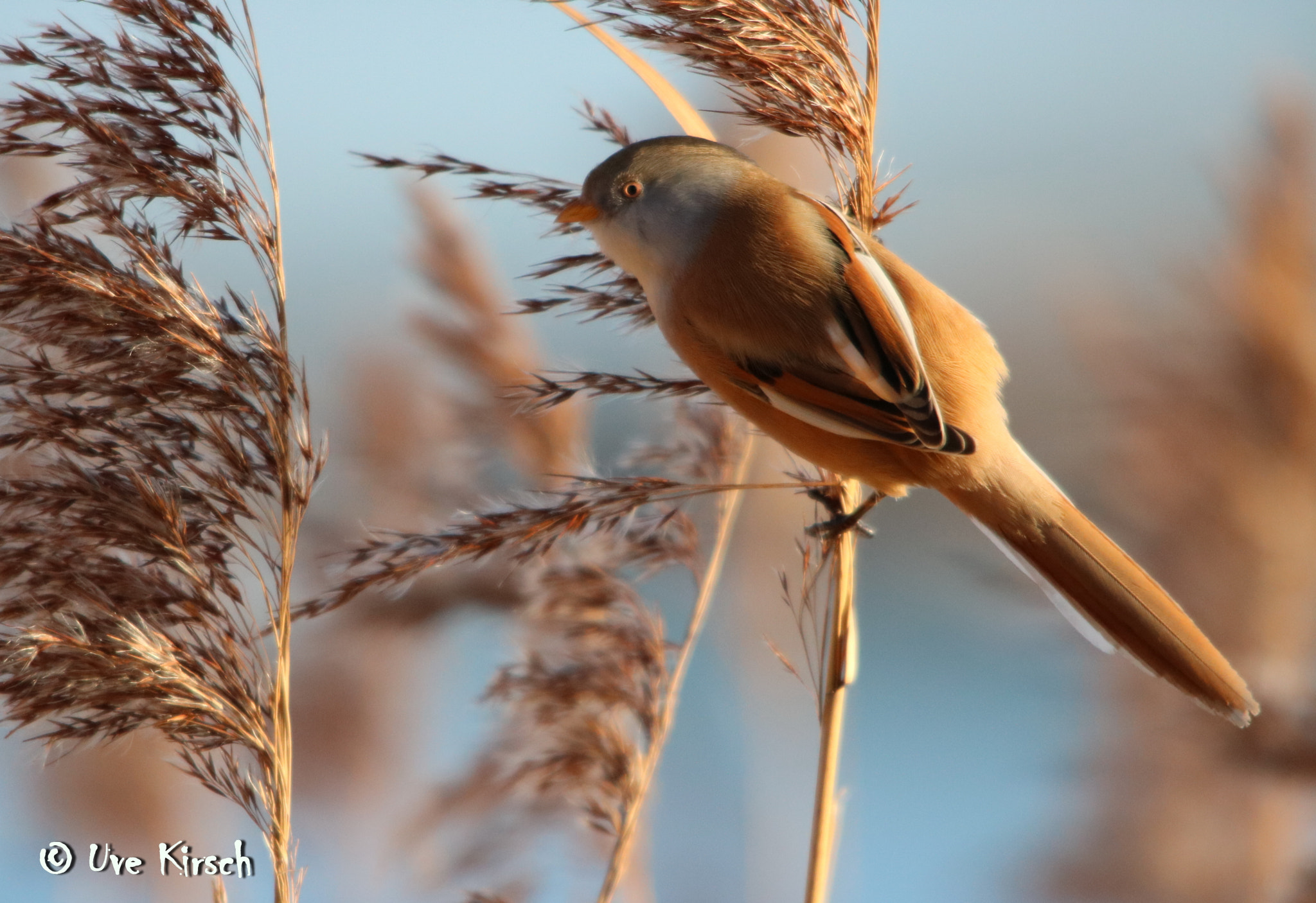 Canon EOS 760D (EOS Rebel T6s / EOS 8000D) sample photo. Bearded reedling (female) photography