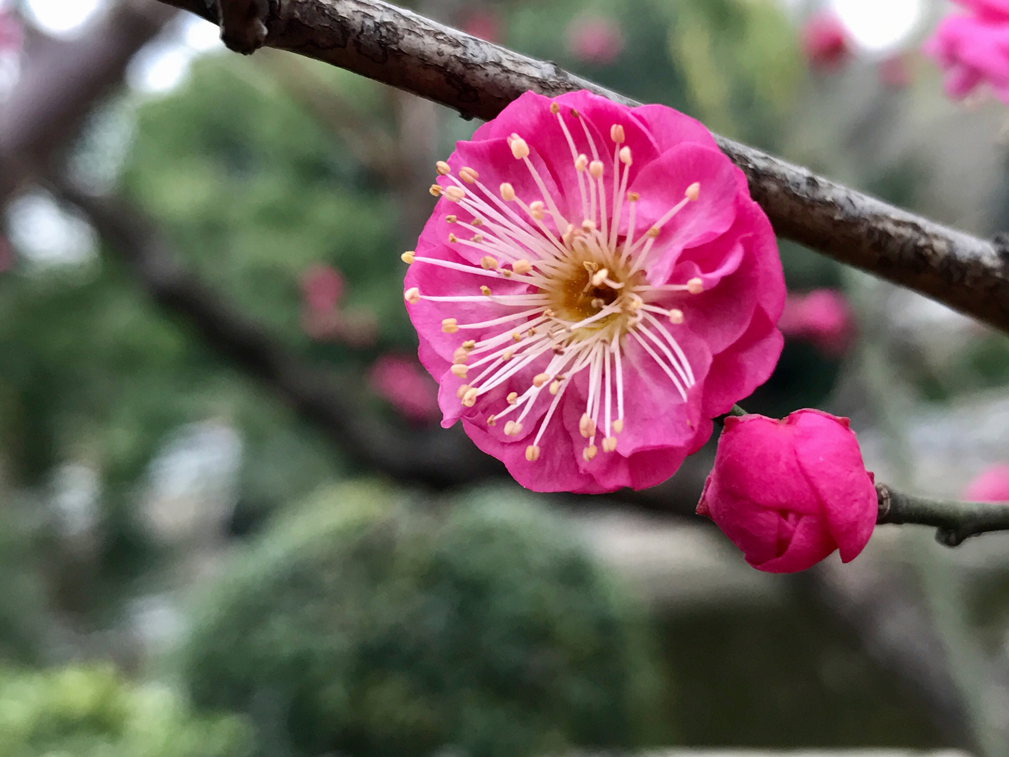 Apple iPhone9,1 sample photo. Red plum blossoms 红梅 photography