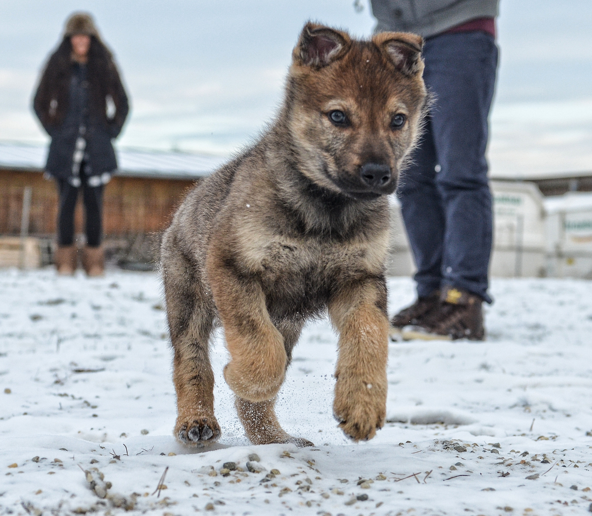 Nikon D7000 + Nikon AF-S Nikkor 28-70mm F2.8 ED-IF sample photo. My baby in the snow photography