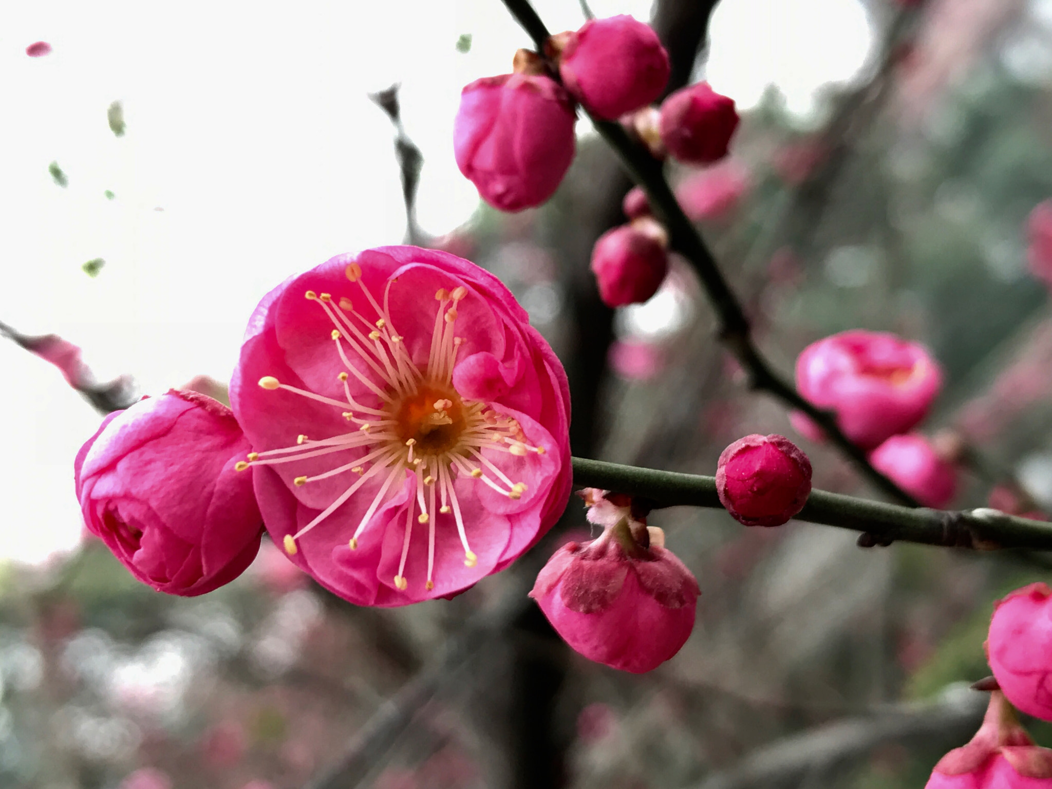 Apple iPhone9,1 sample photo. Red plum blossoms 红梅 photography