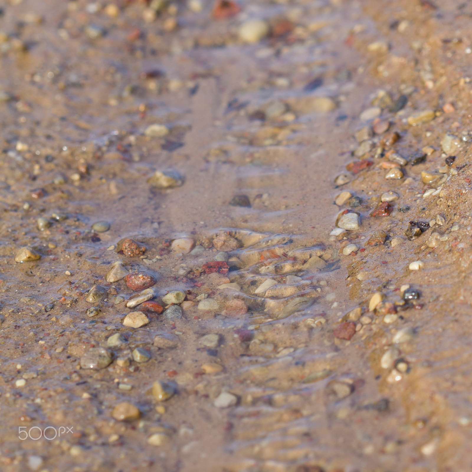 Canon EF 100mm F2.8 Macro USM sample photo. Streemlet photography
