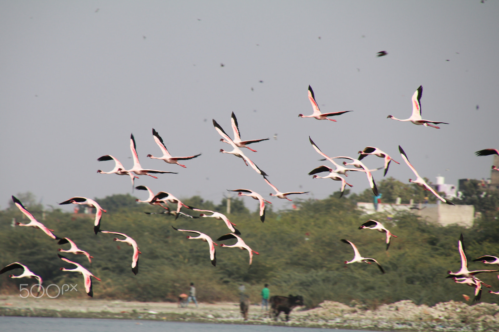 Canon EOS 80D sample photo. Flamingo flying photography