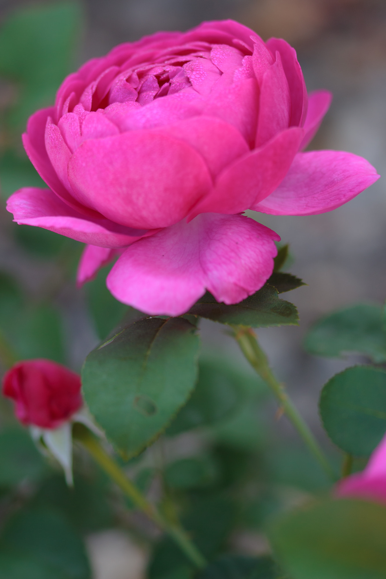 Sigma 105mm F2.8 EX DG OS HSM sample photo. Nature  photography