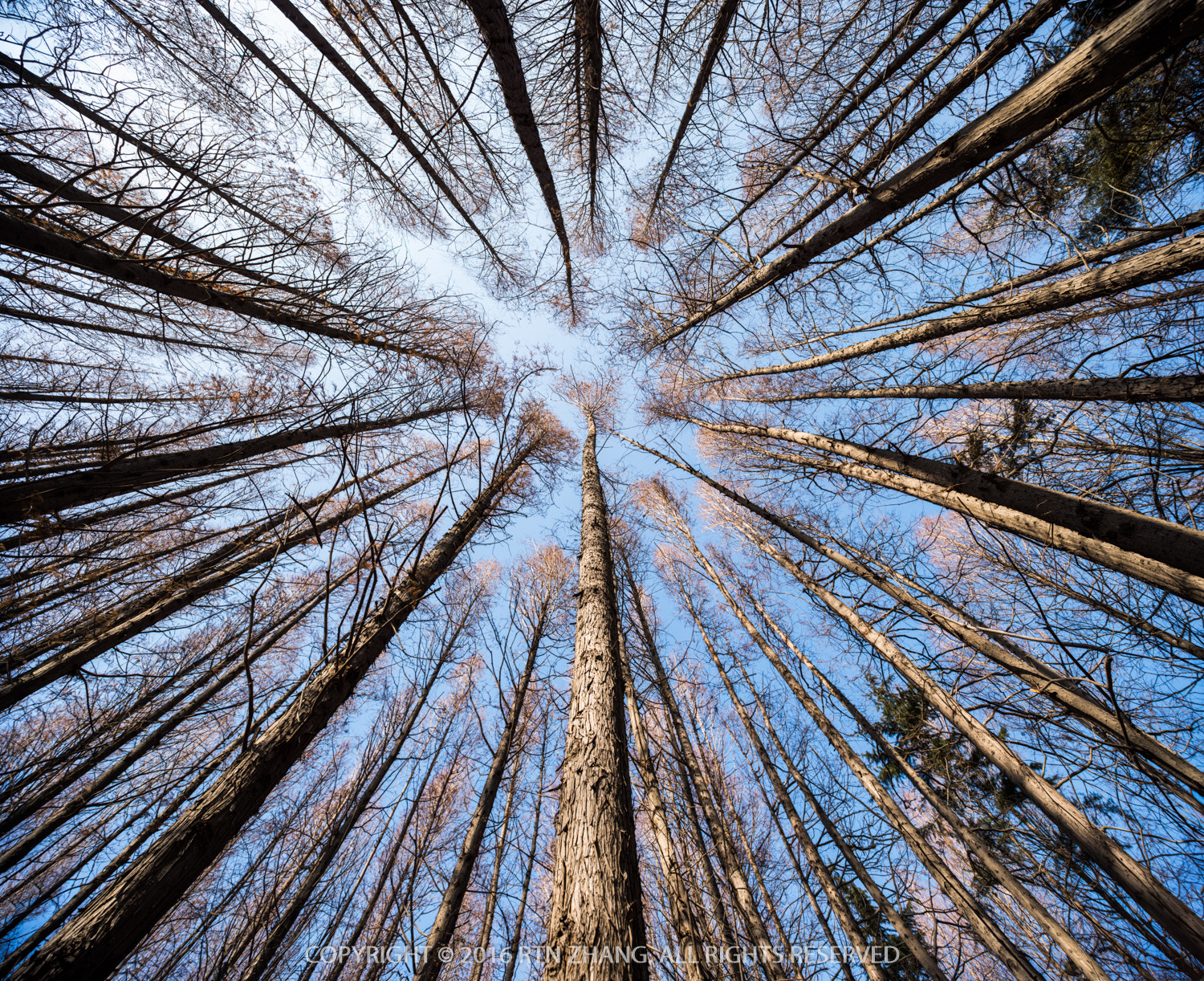 Nikon D810 + Nikon PC-E Nikkor 24mm F3.5D ED Tilt-Shift sample photo. Metasequoia forest photography