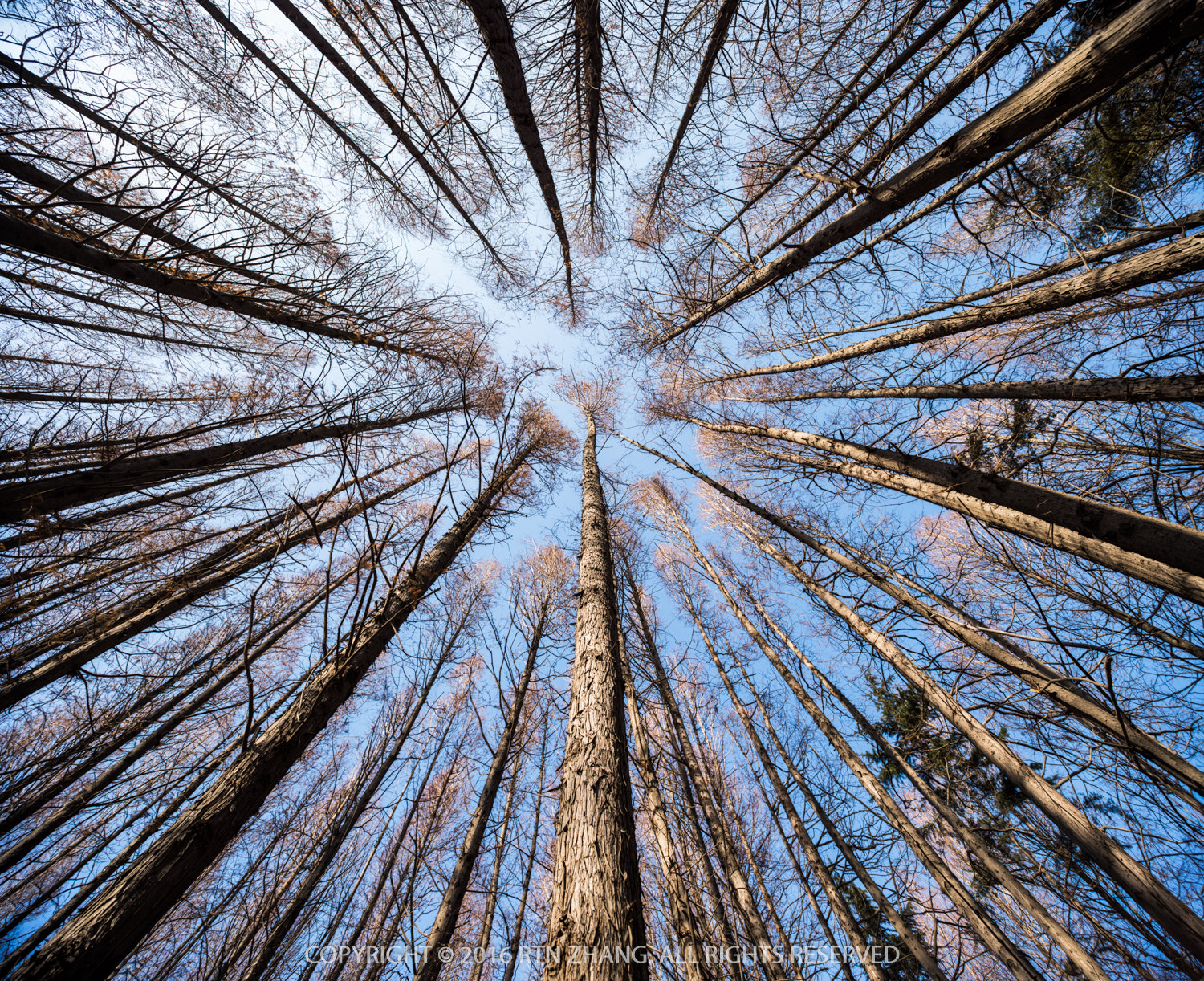 Nikon D810 sample photo. Metasequoia forest photography