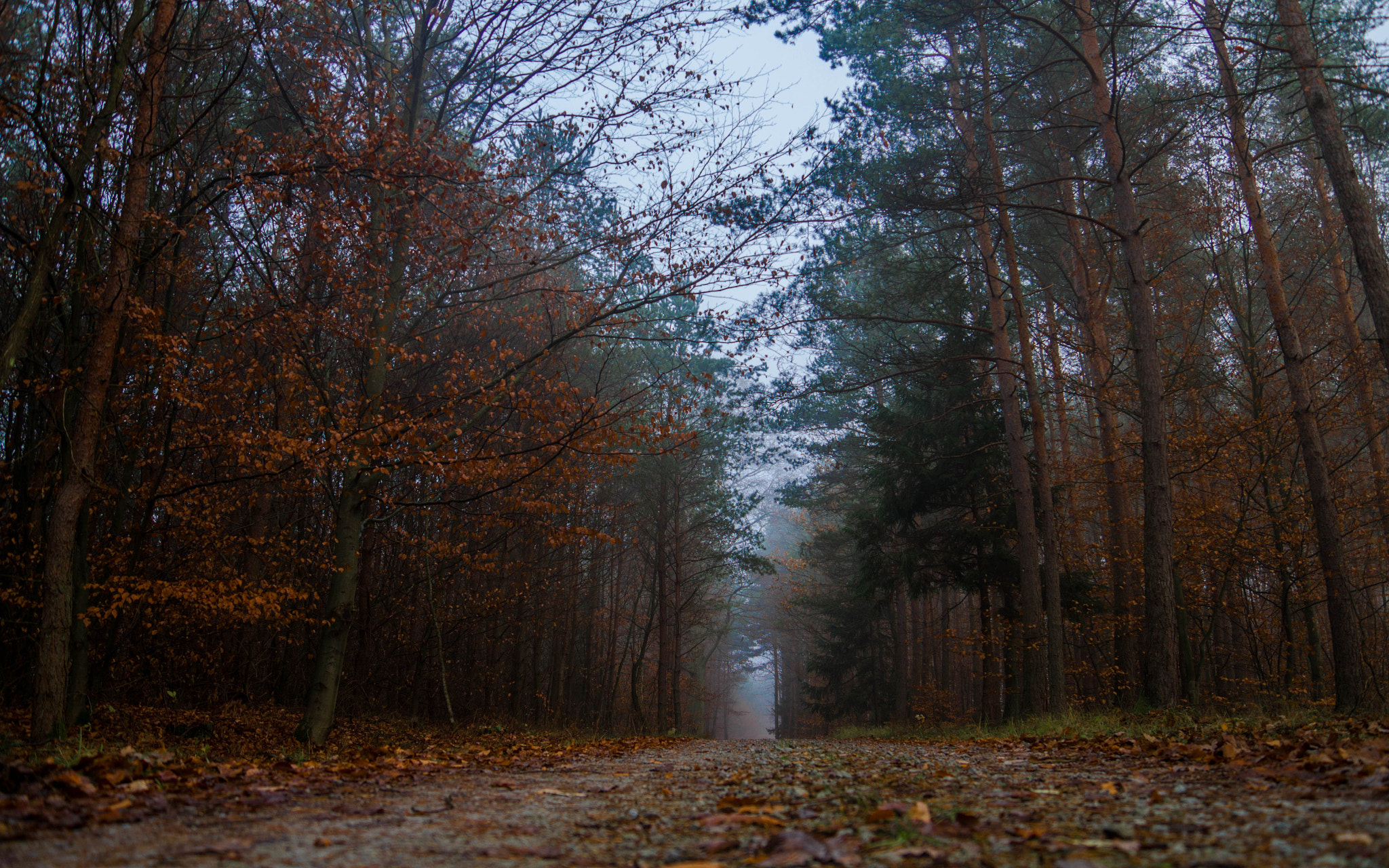 Sony SLT-A58 + Sony DT 16-50mm F2.8 SSM sample photo. Autumn photography