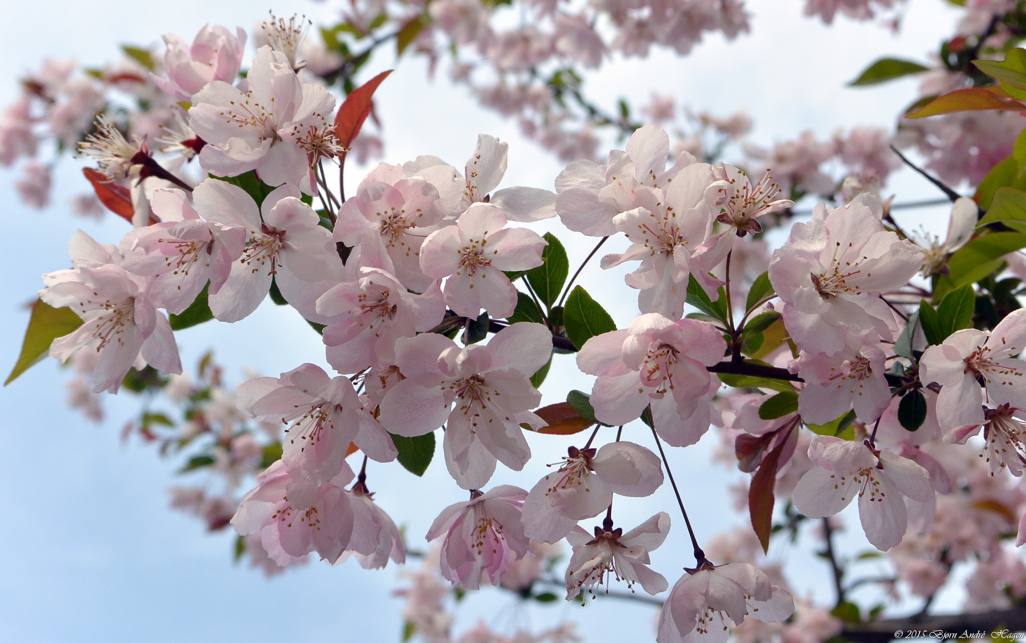 Nikon 1 Nikkor VR 10-30mm F3.5-5.6 sample photo. Spring of china photography