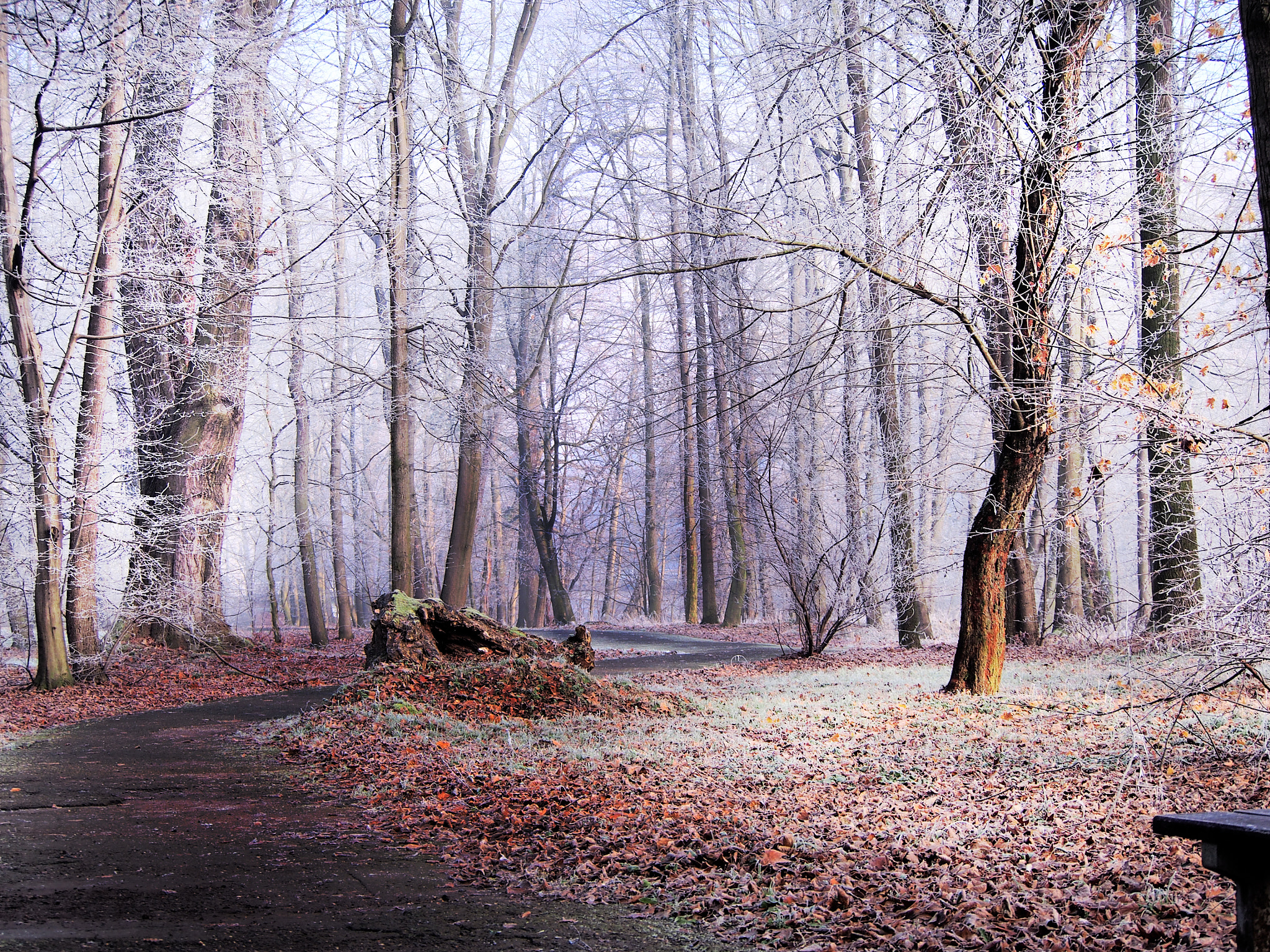 Olympus PEN E-PL5 sample photo. Frosty winter morning photography
