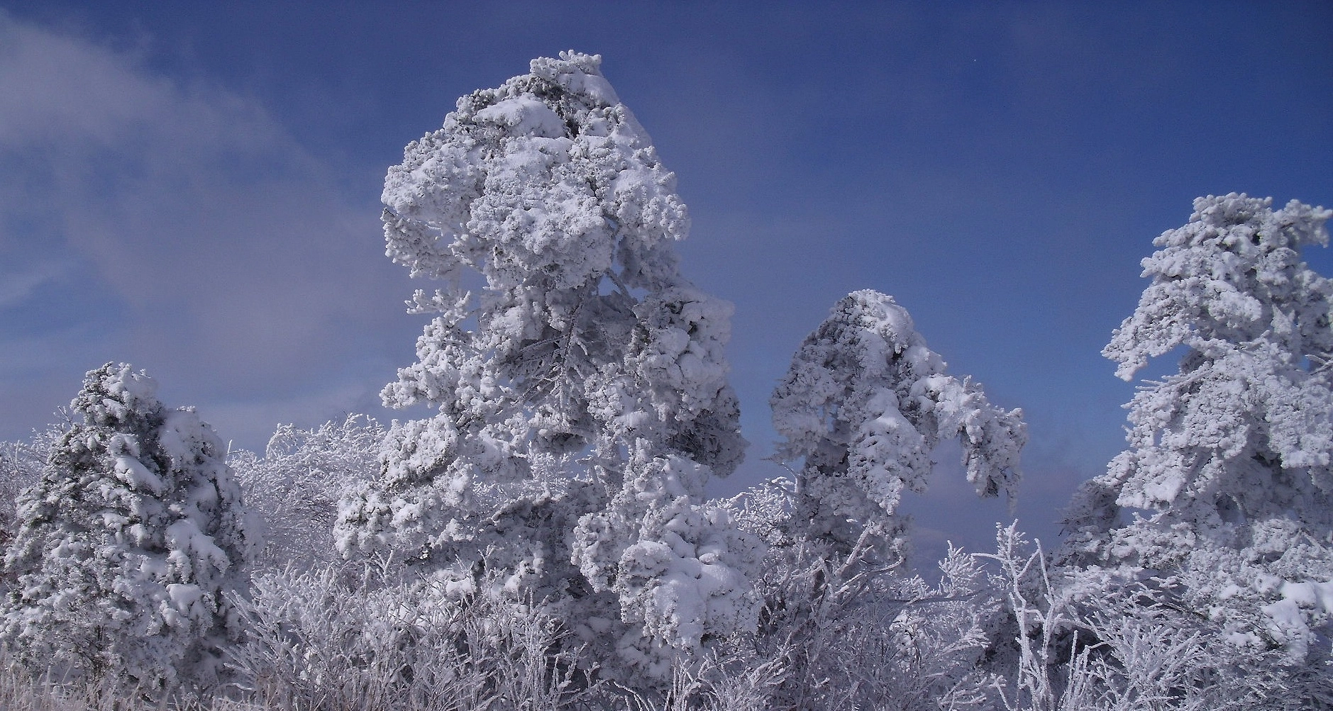 Fujifilm FinePix J110W sample photo. Snow & frost photography