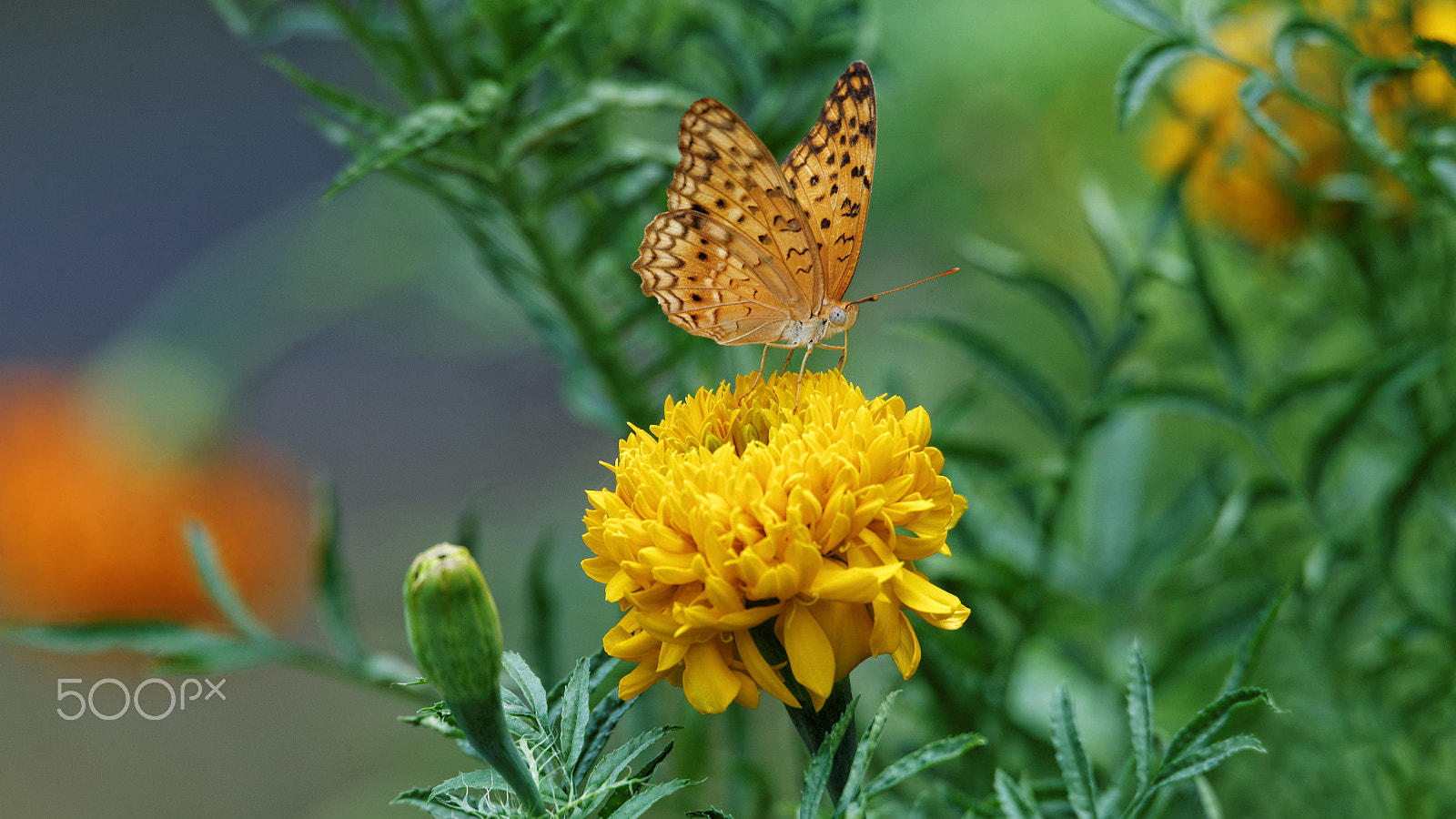 Tamron SP 150-600mm F5-6.3 Di VC USD sample photo. Butterfly 16 photography