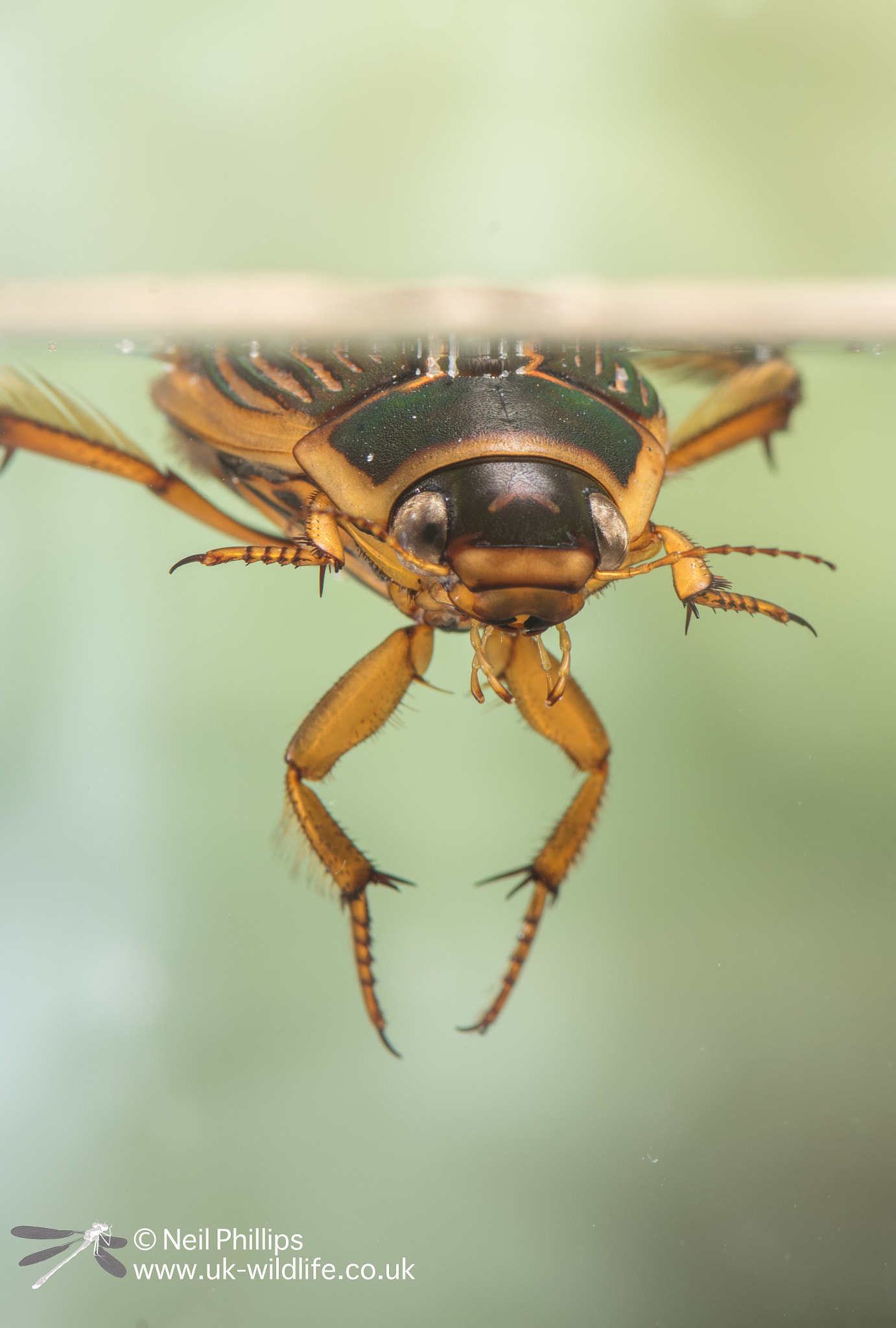 Pentax K-3 + Pentax smc D-FA 100mm F2.8 macro sample photo. Wasp diving beetle dytiscus circumflexus photography