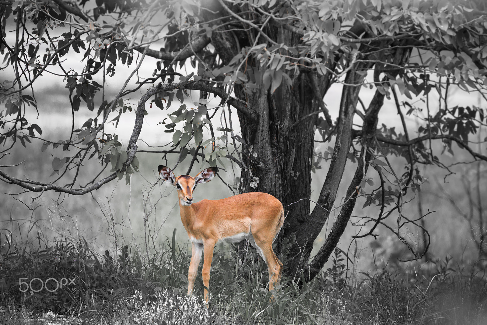 Canon EF 100-400mm F4.5-5.6L IS USM sample photo. Baby bambi photography