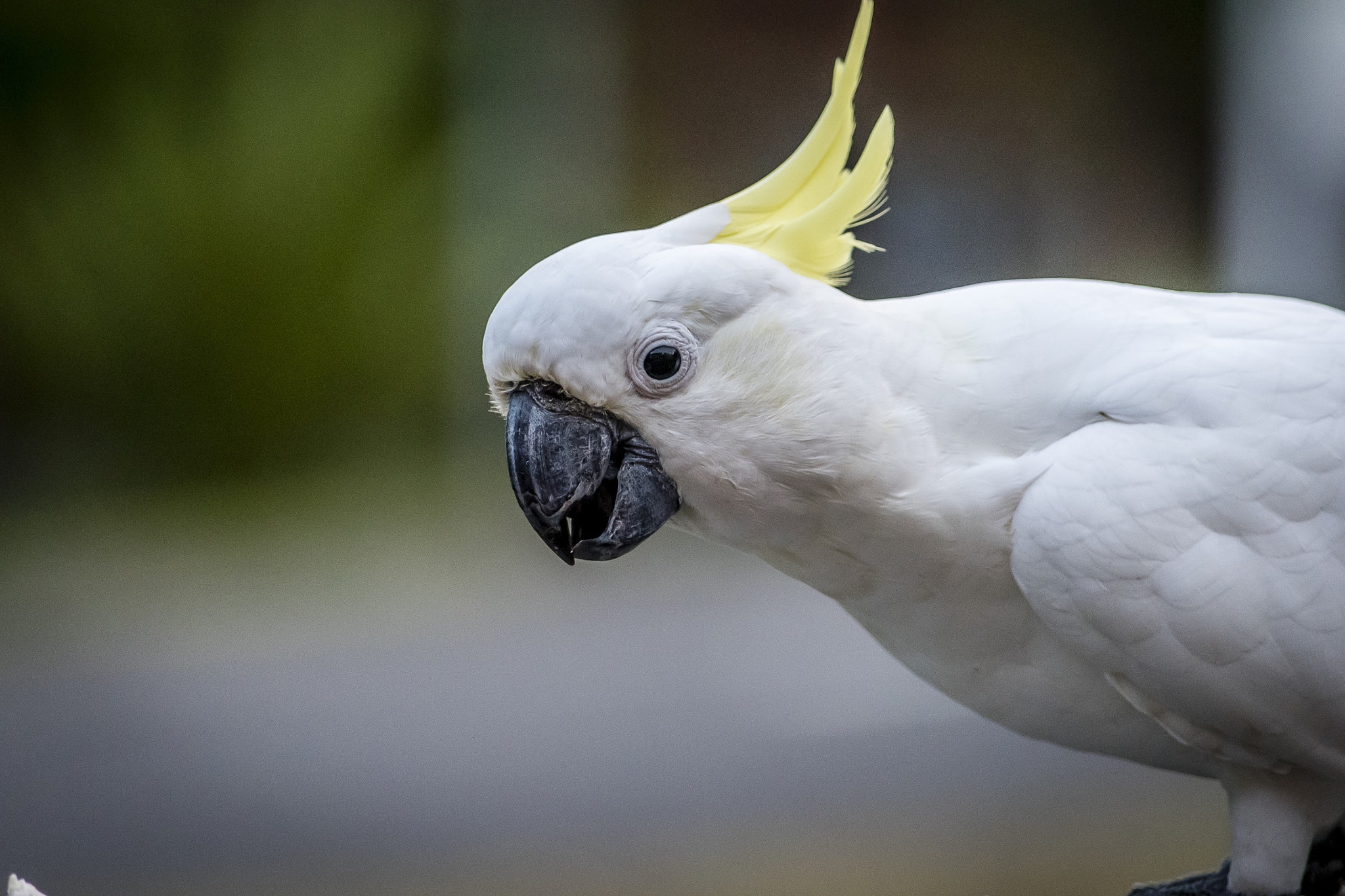 Nikon D810 sample photo. Hello cocky photography
