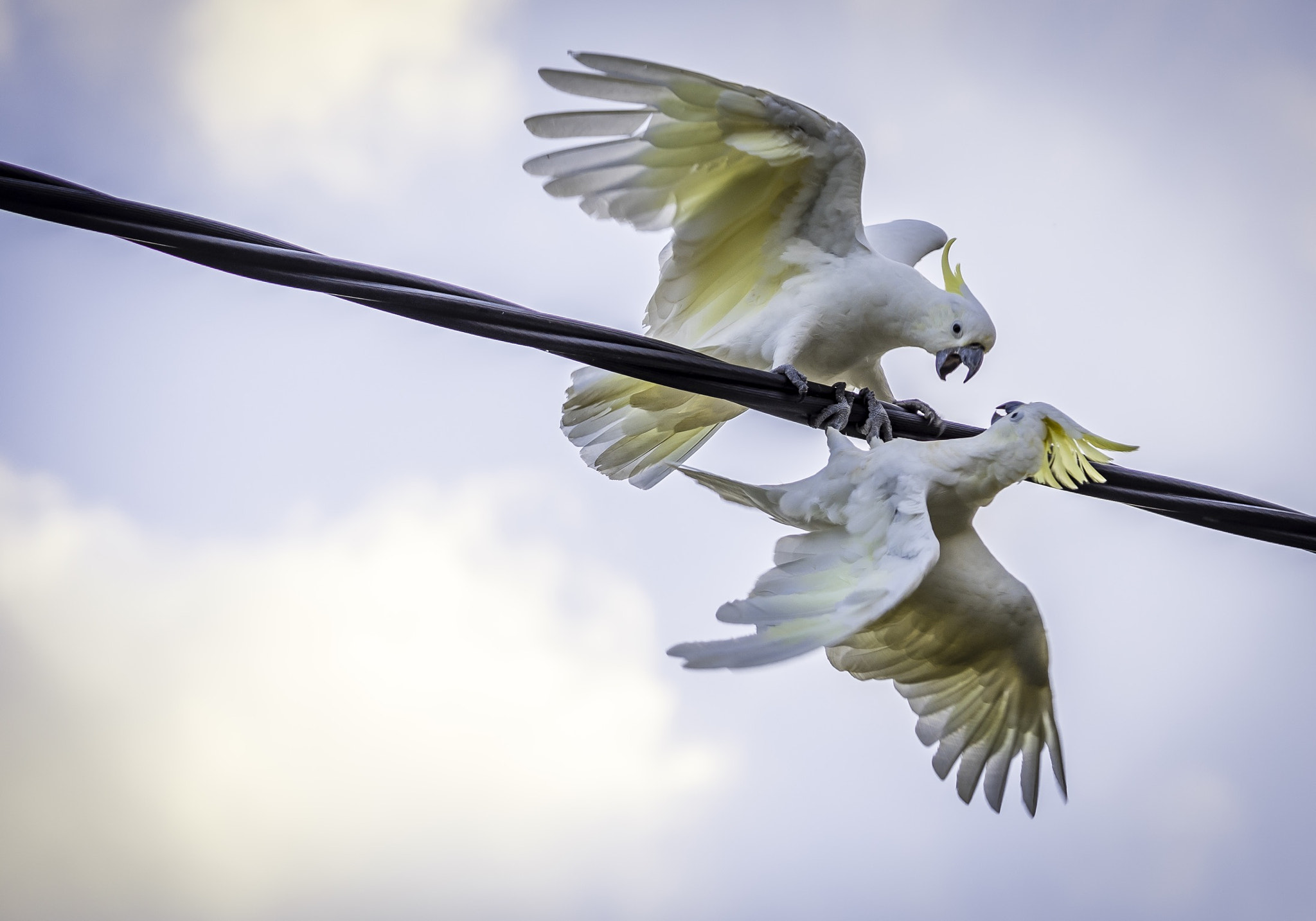 Nikon D810 sample photo. Get off my wire!!!. photography