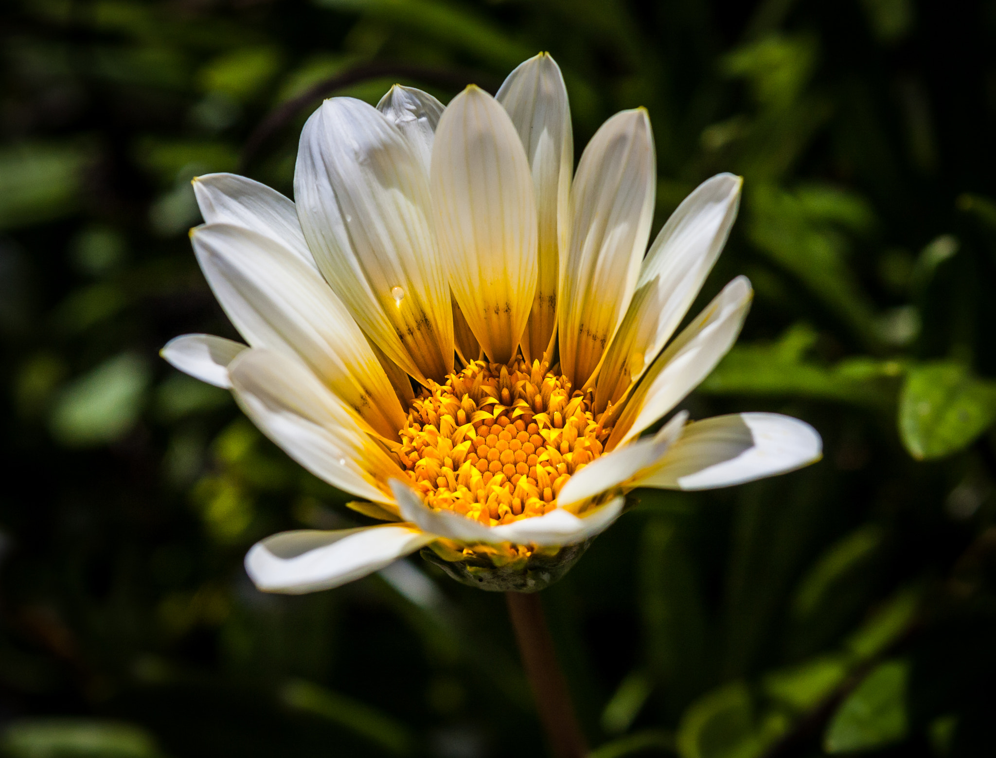 Canon EOS 40D + Canon EF-S 18-55mm F3.5-5.6 IS sample photo. Yellow daisy with small water droplet photography