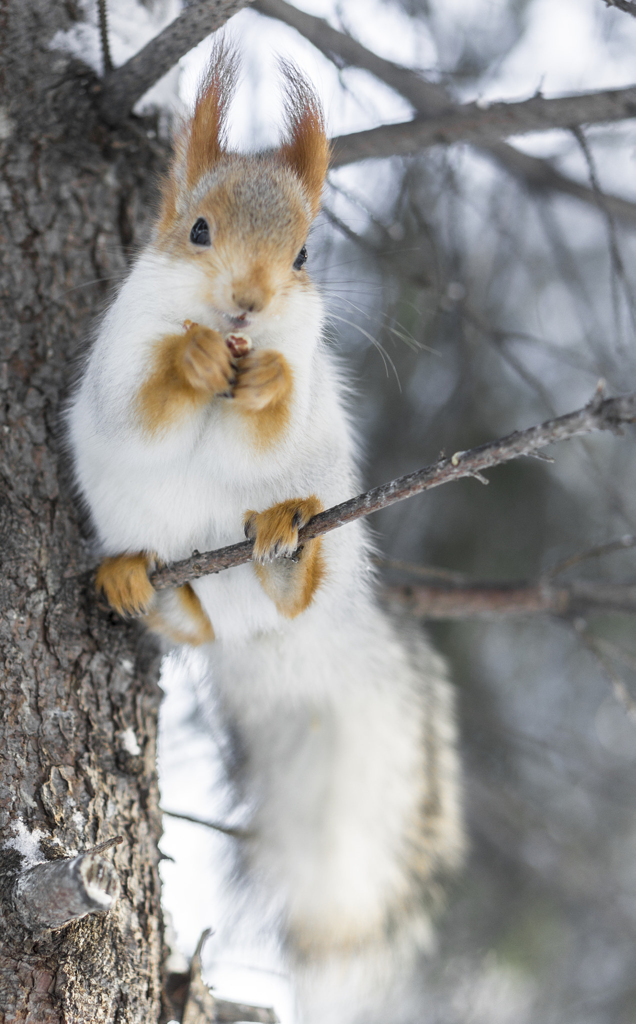 Sony Alpha NEX-5 + E 50mm F1.8 OSS sample photo. Someone who loves nuts photography