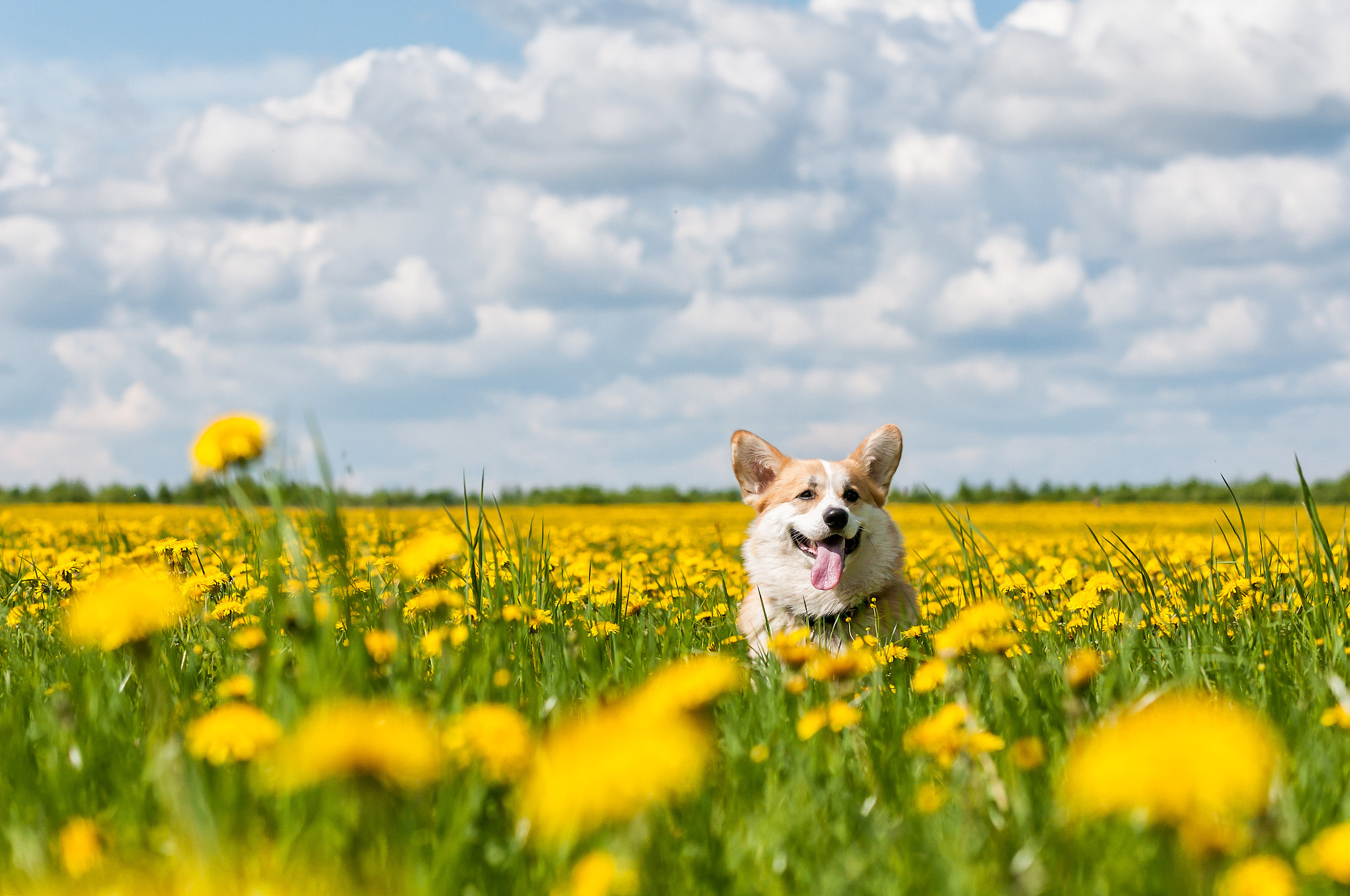 Nikon AF-S Nikkor 70-200mm F2.8G ED VR II sample photo. Welsh corgi in the field with dandelions photography