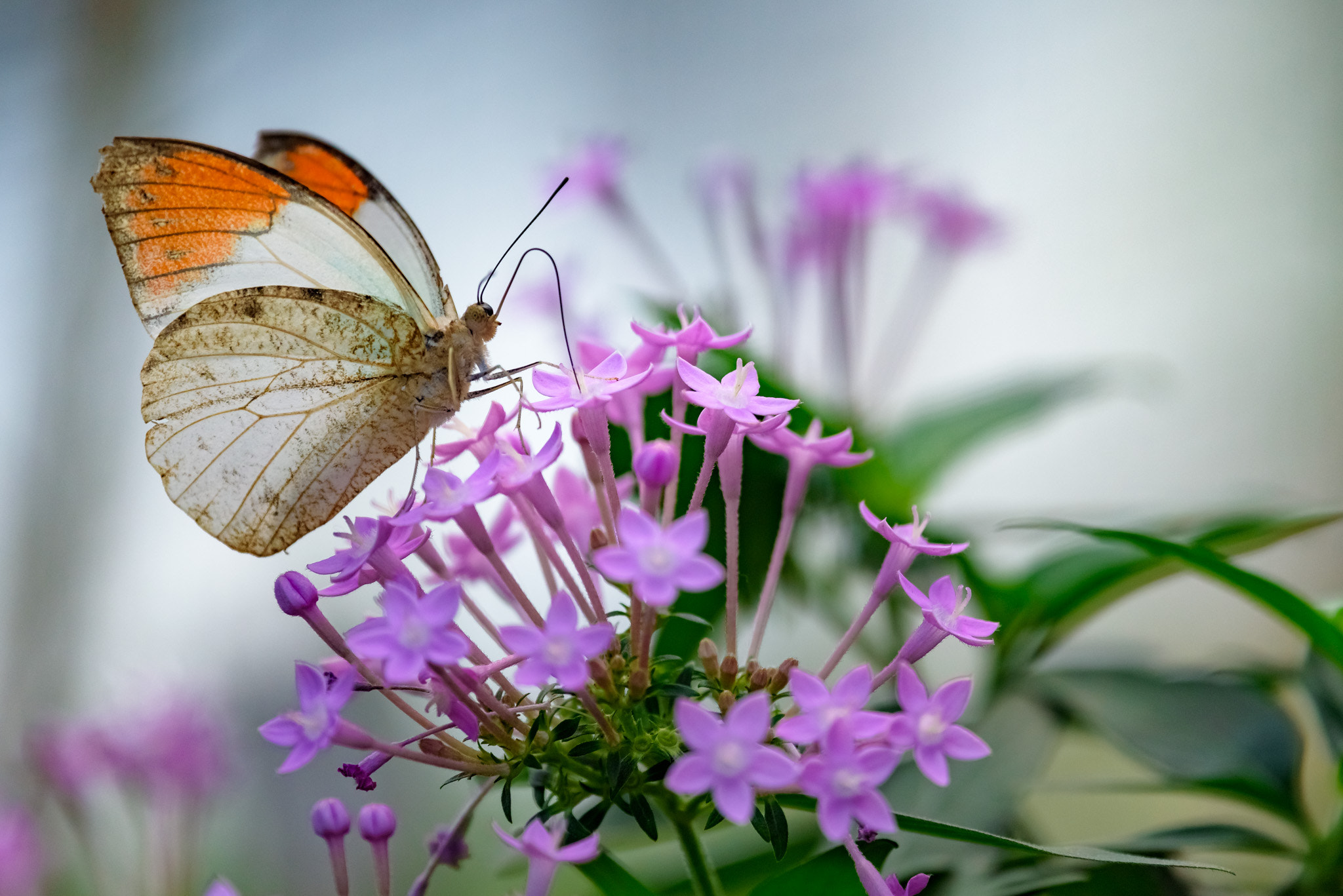 Nikon Nikkor AF-S 300mm F4E PF ED VR sample photo. #064 - butterfly photography