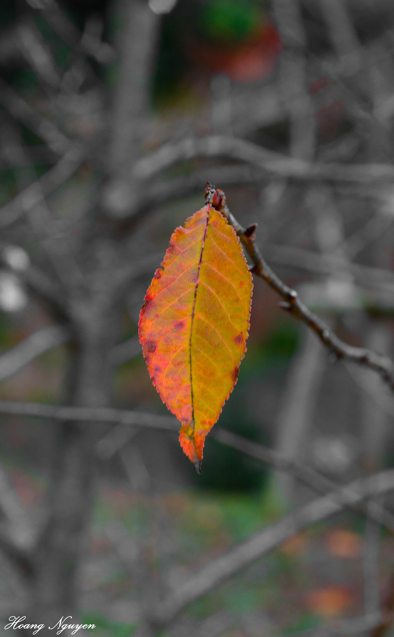 Nikon D7100 + Nikon AF Micro-Nikkor 60mm F2.8D sample photo. One leaf photography