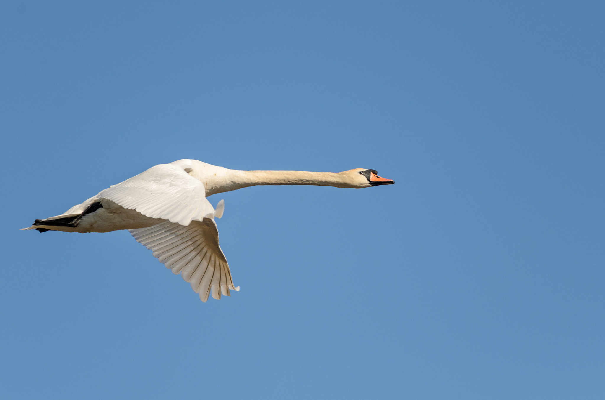 Nikon D7000 sample photo. Mute swan photography