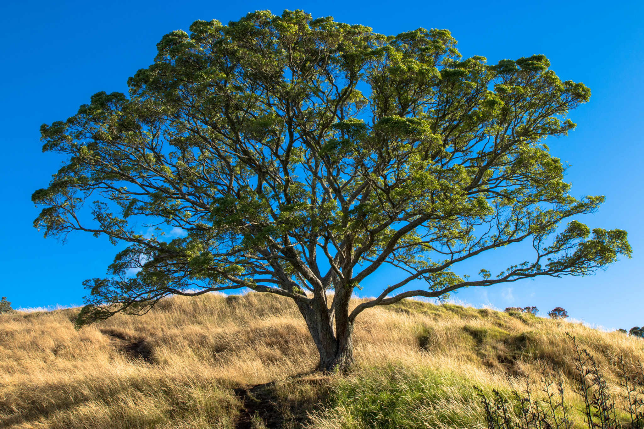 Canon EOS 80D + Sigma 24-70mm F2.8 EX DG Macro sample photo. Hilltop tree photography