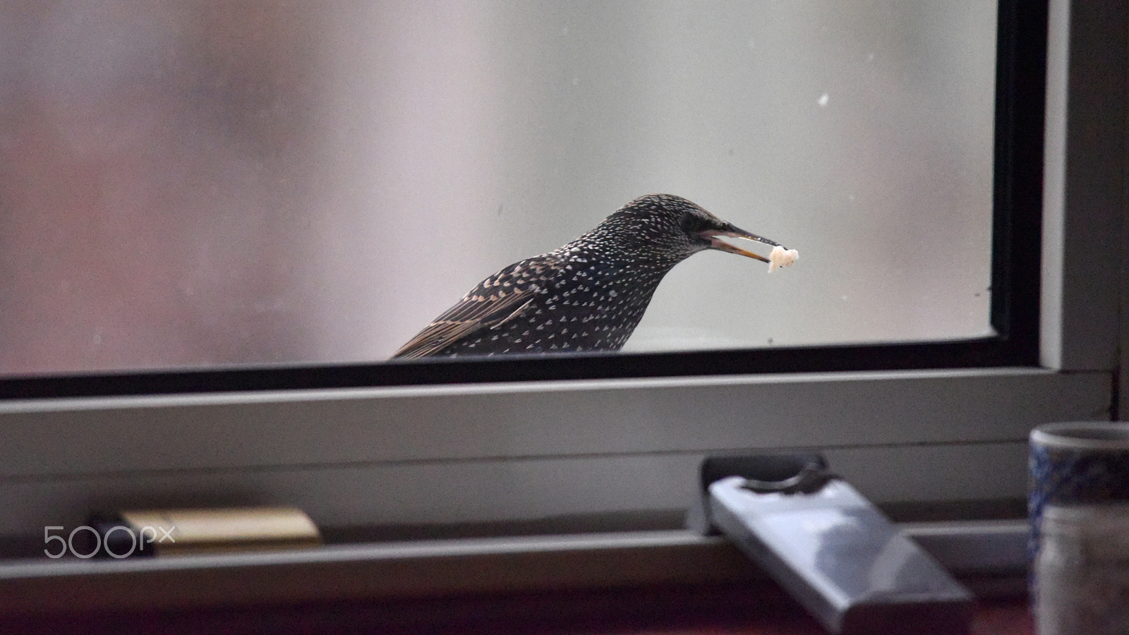 Sigma 150-500mm F5-6.3 DG OS HSM sample photo. Starling photography