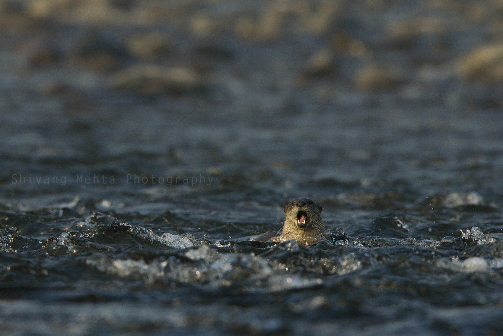 Canon EF 400mm F2.8L IS II USM sample photo. Braving storms photography