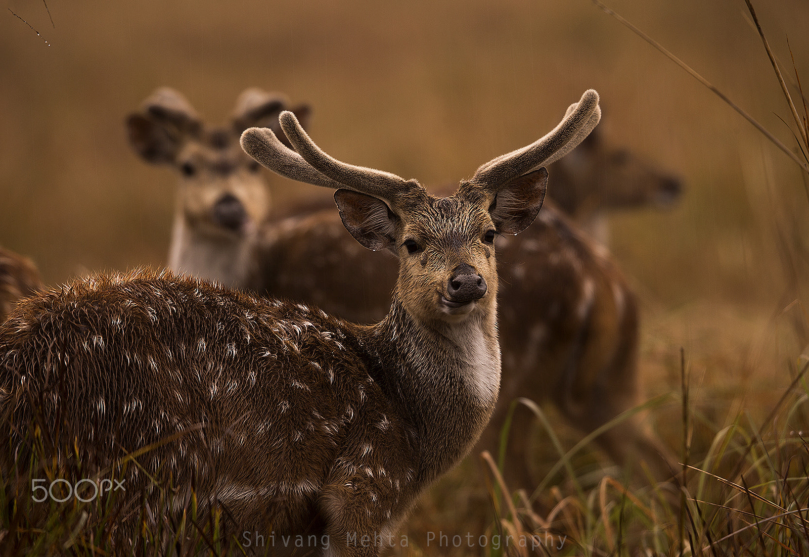 Canon EOS-1D X + Canon EF 400mm F2.8L IS II USM sample photo. Drenched photography