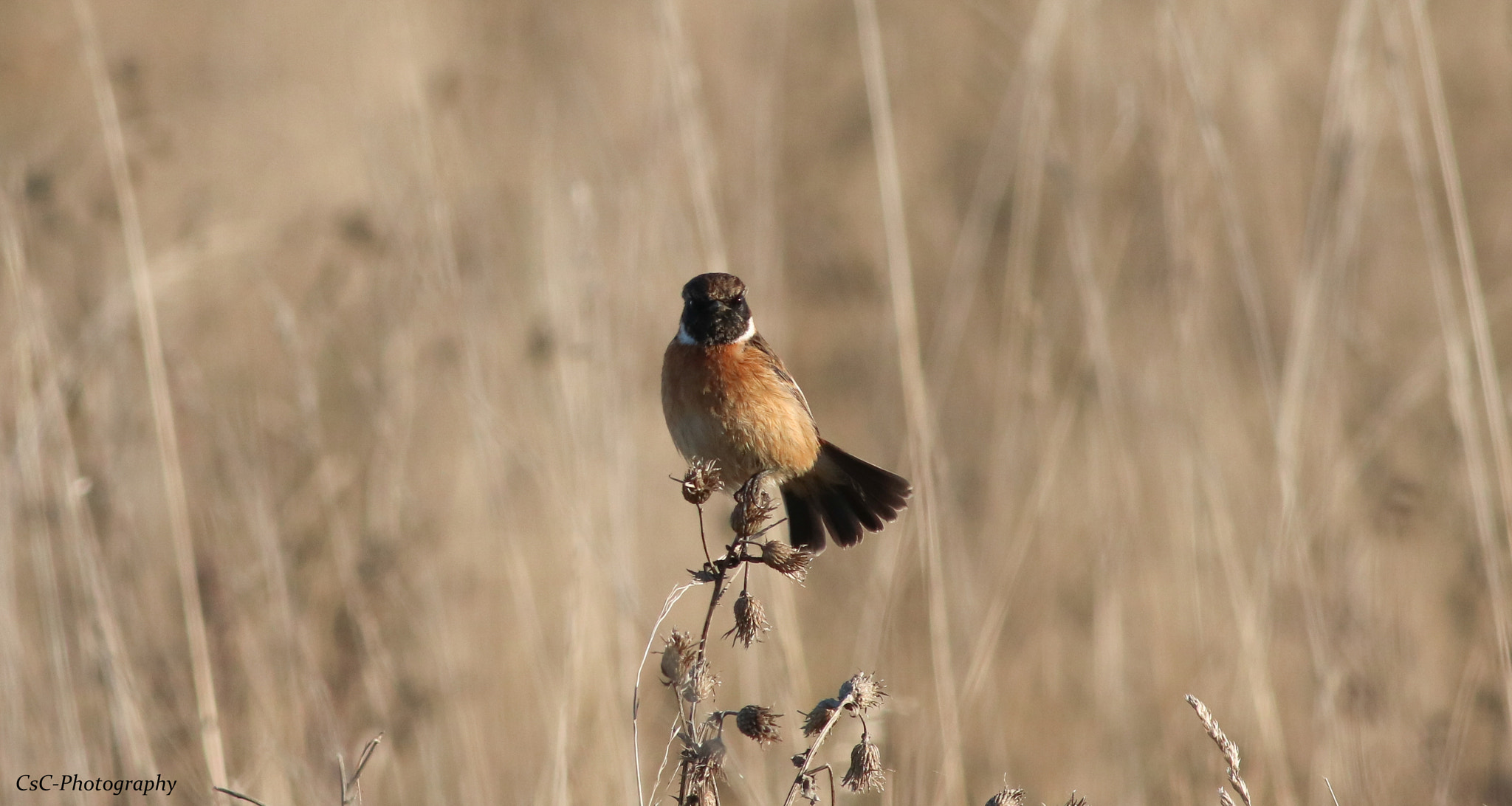 Canon EOS 760D (EOS Rebel T6s / EOS 8000D) sample photo. Male stonechat photography