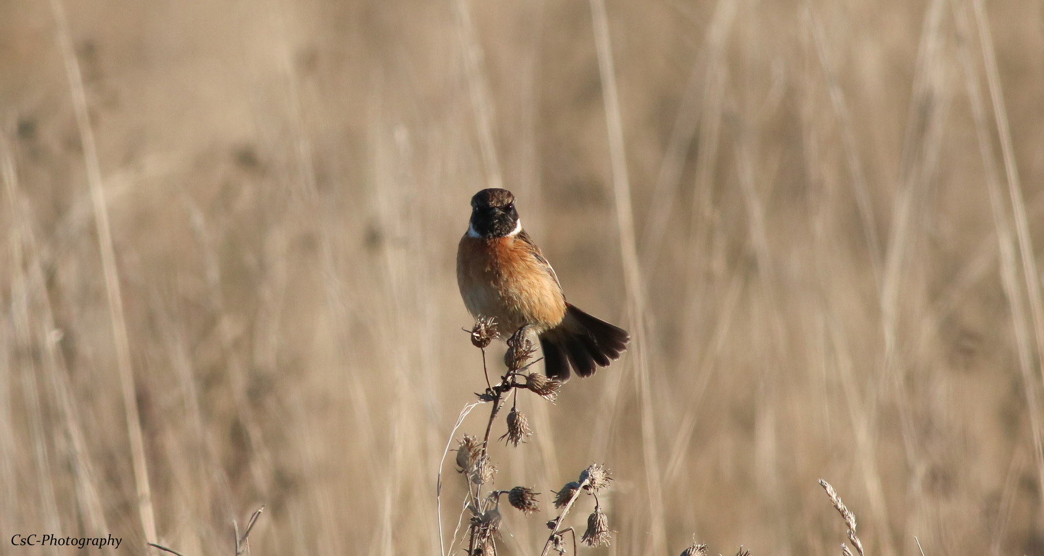 Canon EF 400mm F5.6L USM sample photo. Male stonechat photography