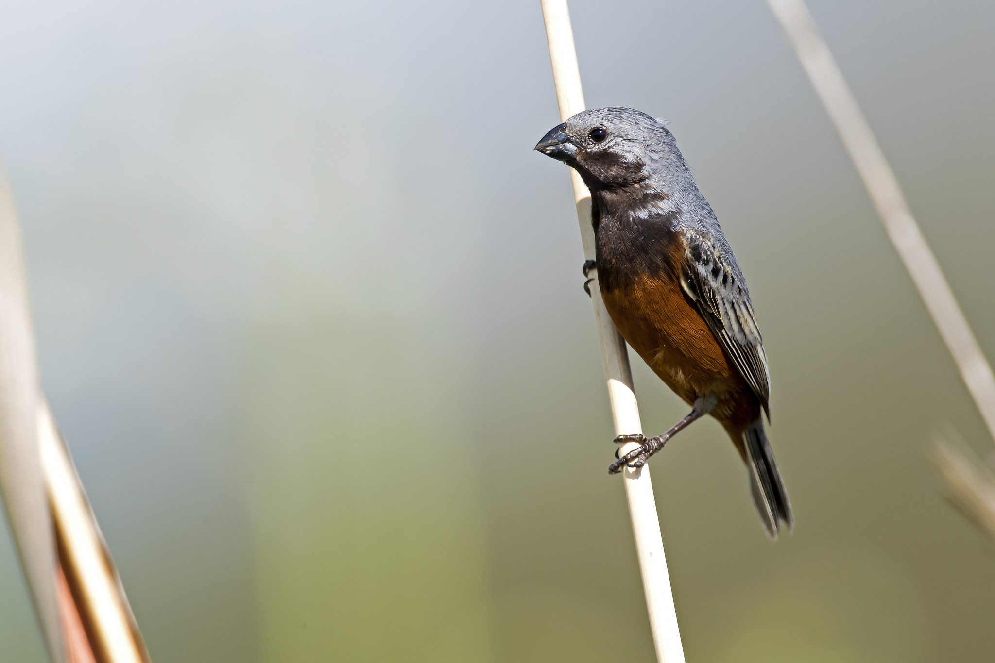 Nikon D5 sample photo. Dark-throated seedeater photography