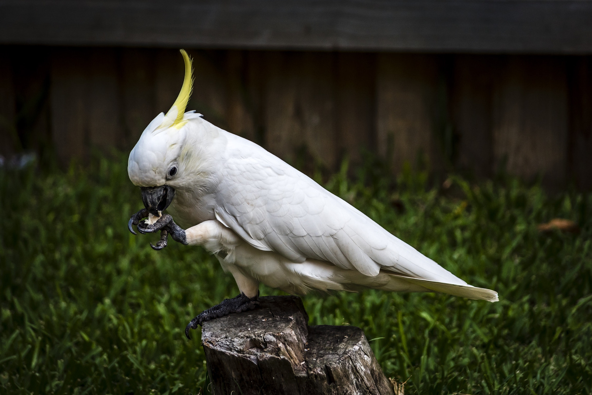 Nikon D810 sample photo. Dinner time photography