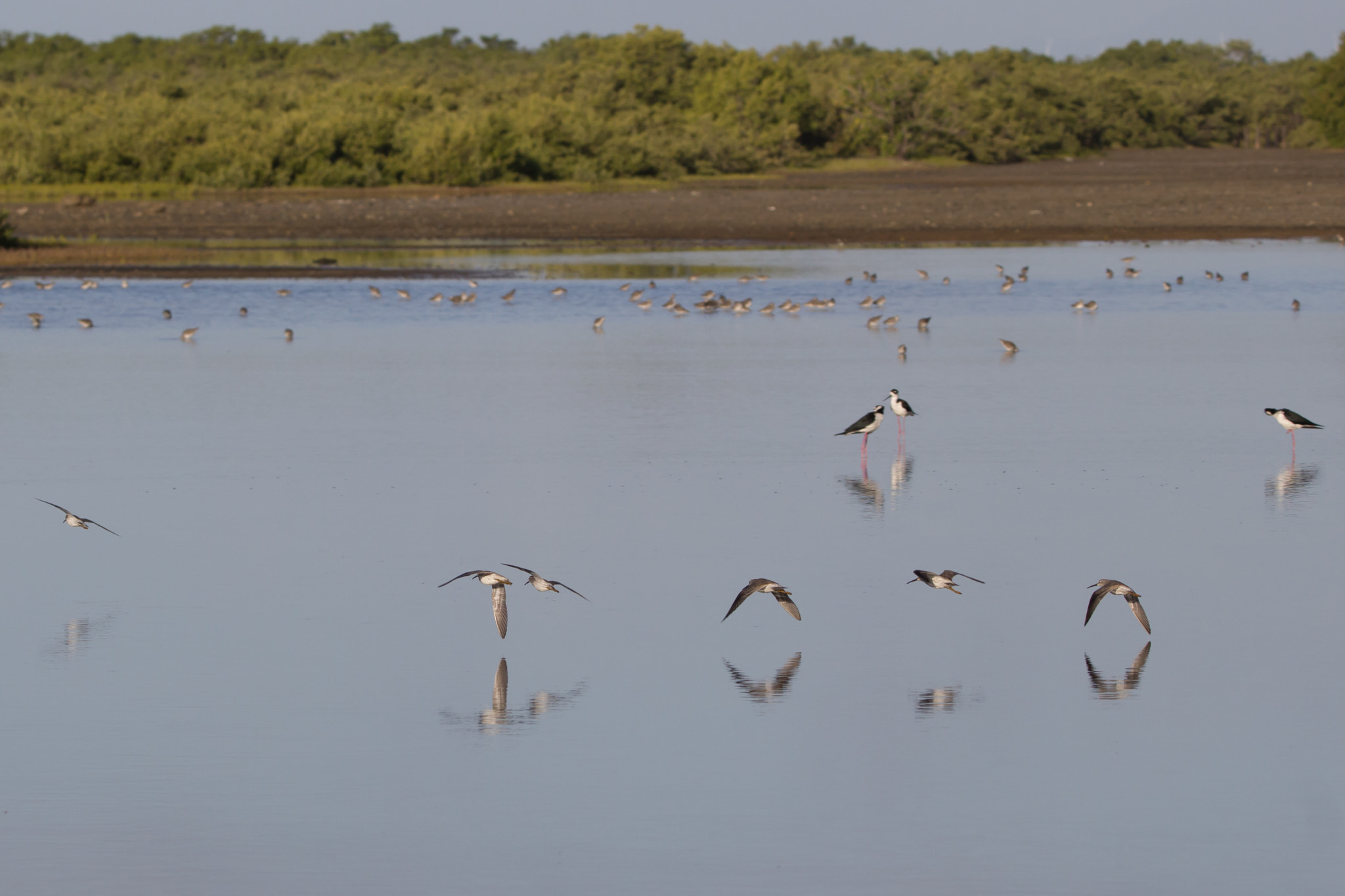Sigma 150-600mm F5-6.3 DG OS HSM | C sample photo. Reflejos photography
