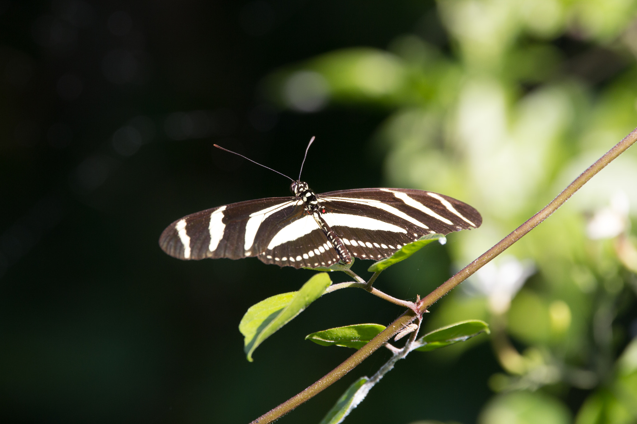 Canon EOS 60D sample photo. Mariposa zebra photography