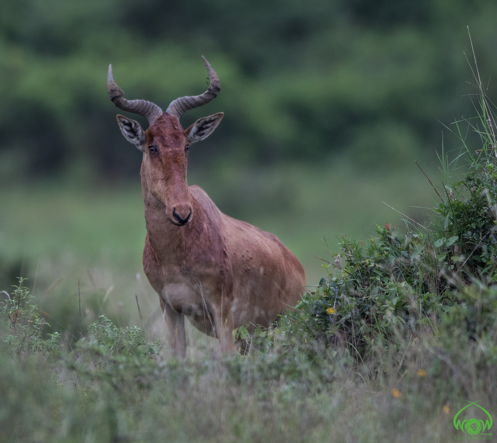 Canon EF 400mm F2.8L IS II USM sample photo. #project365  #17jan2017 #naturewildlife365 photography