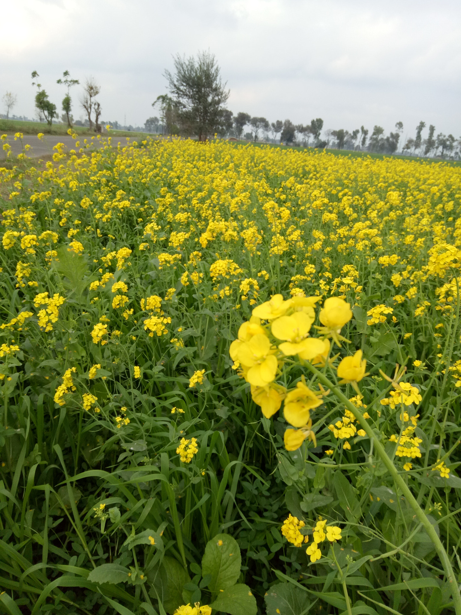 OPPO X9009 sample photo. Nature  photography