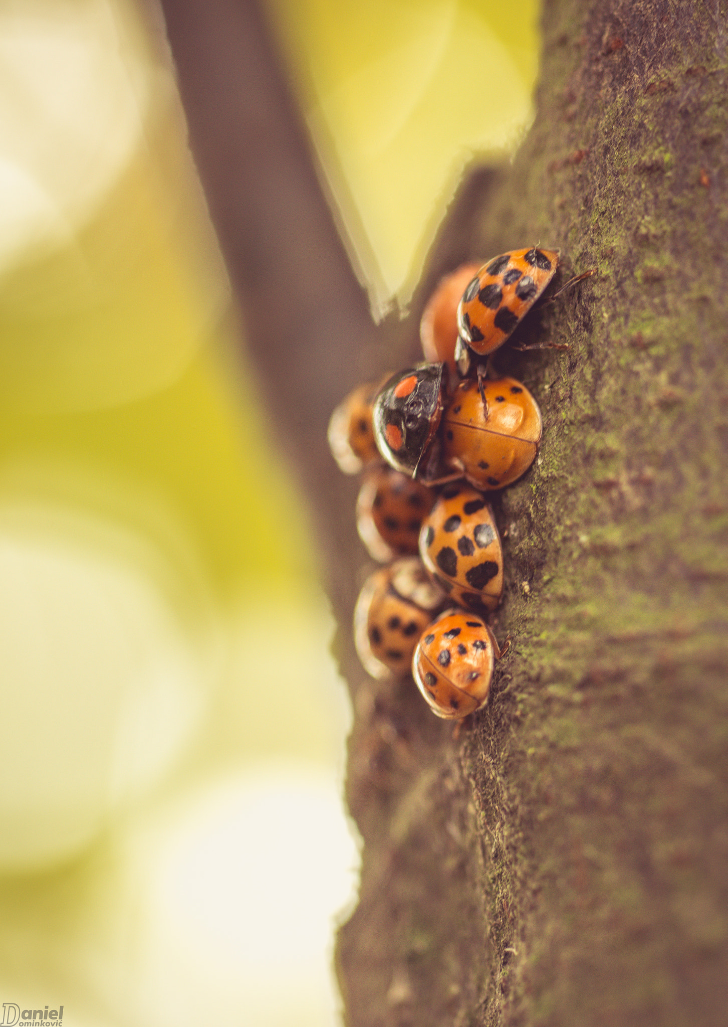 Nikon D800 + Nikon AF Micro-Nikkor 60mm F2.8D sample photo. Together we are stronger photography