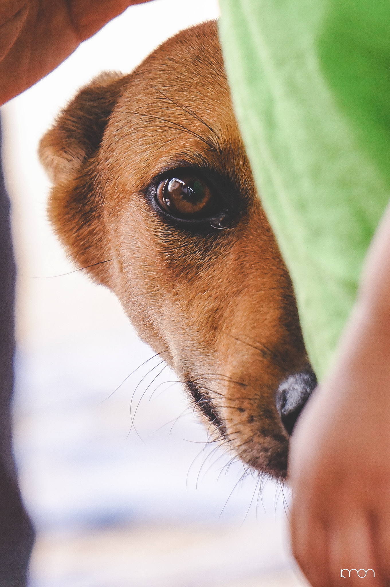 Sony Alpha NEX-5N + Sony E 55-210mm F4.5-6.3 OSS sample photo. Dog photography