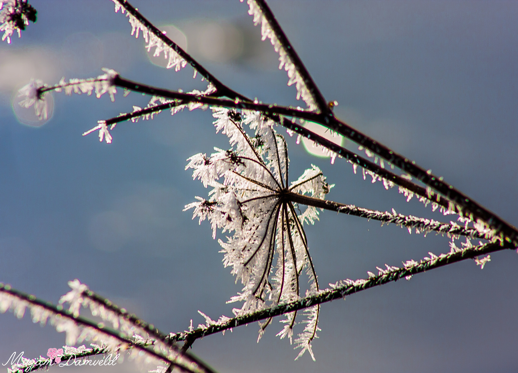 Canon EF 75-300mm f/4-5.6 USM sample photo. Frozen photography