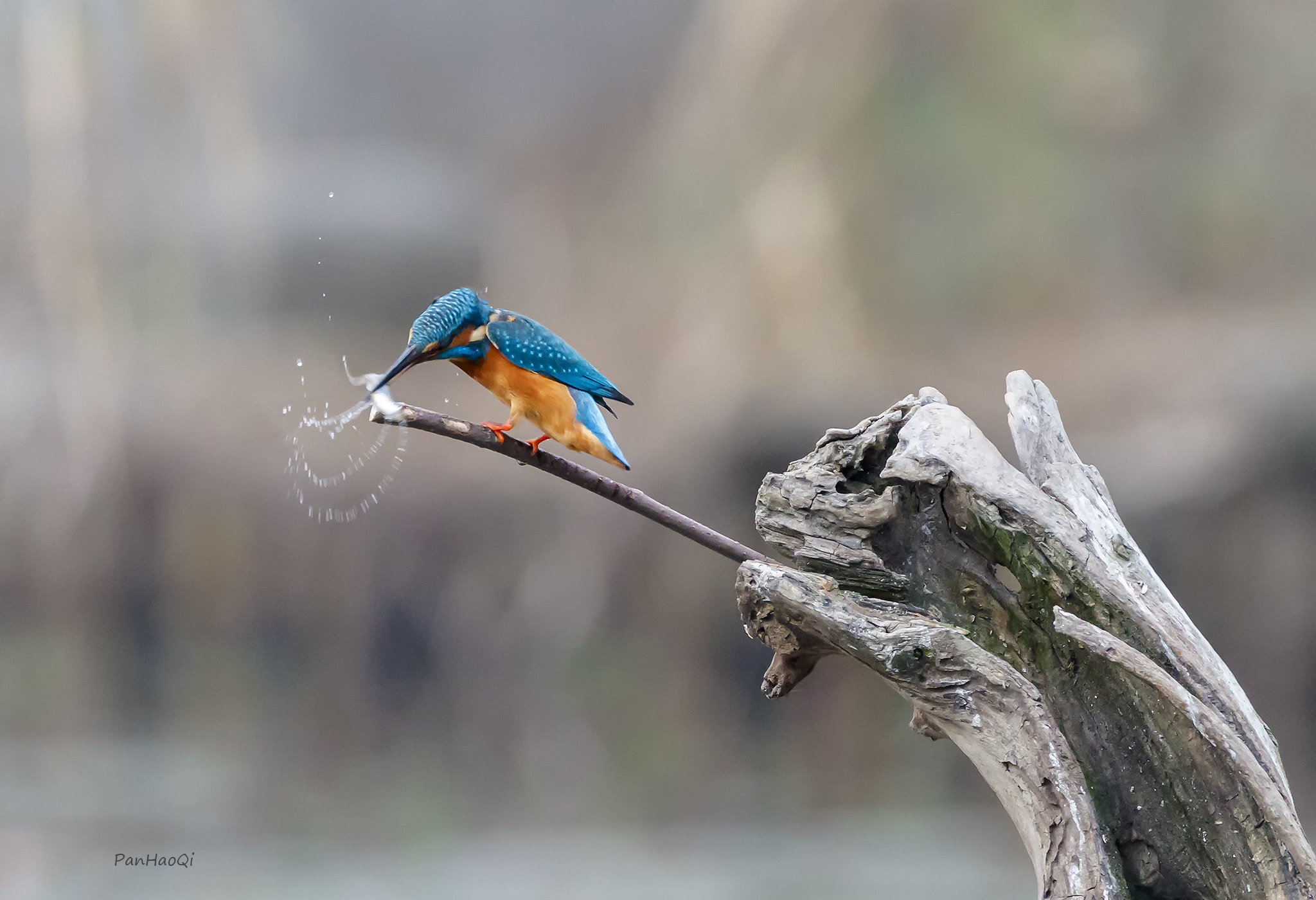 Canon EF 200-400mm F4L IS USM Extender 1.4x sample photo. Catch a fish photography