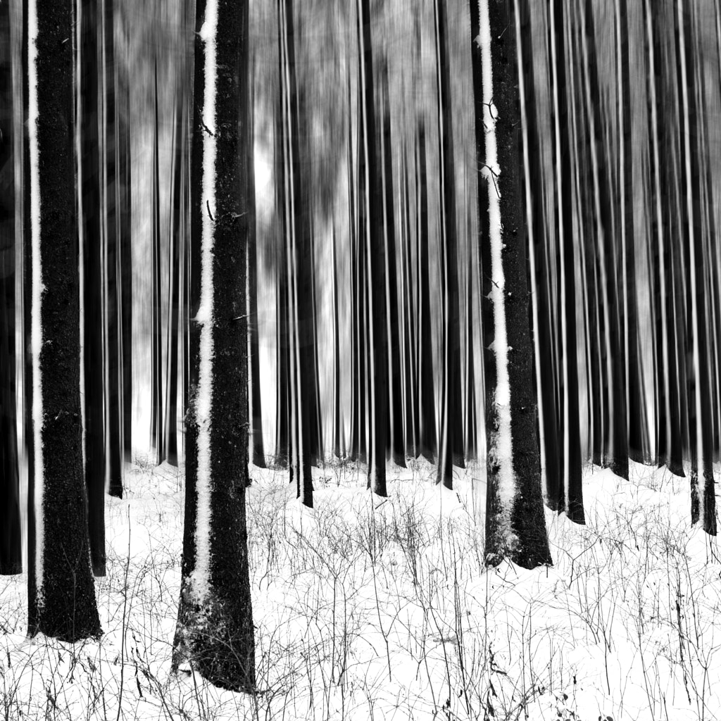 Winter forest