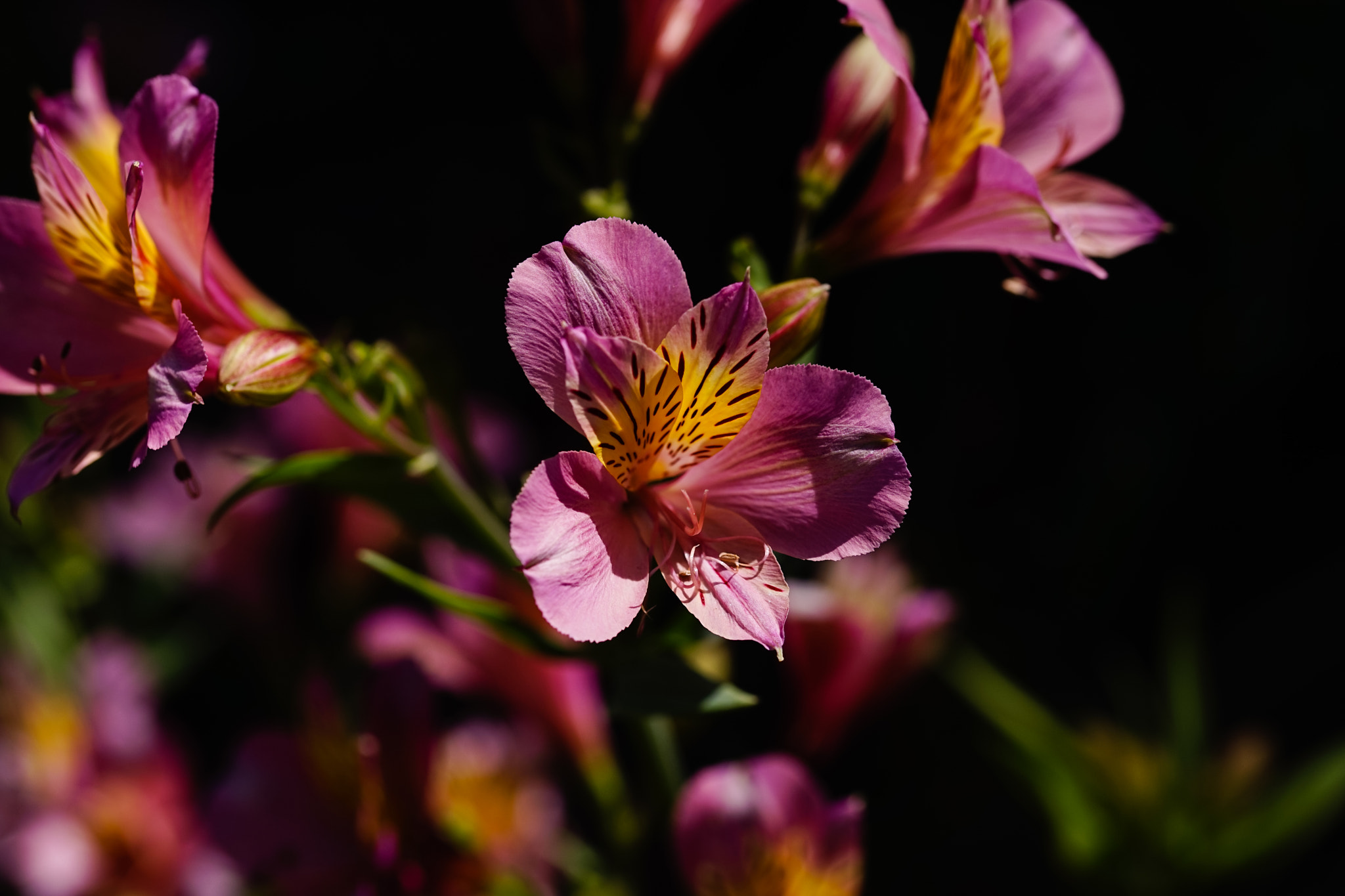 Sony a7 + 105mm F2.8 sample photo. Abg_20170114_06 photography