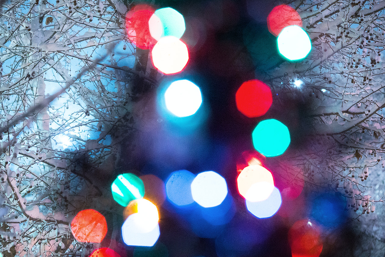 Canon EF 135mm F2L USM sample photo. Christmas tree photography