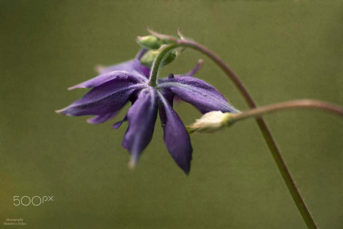 Sony a99 II + Minolta AF 100mm F2.8 Macro [New] sample photo