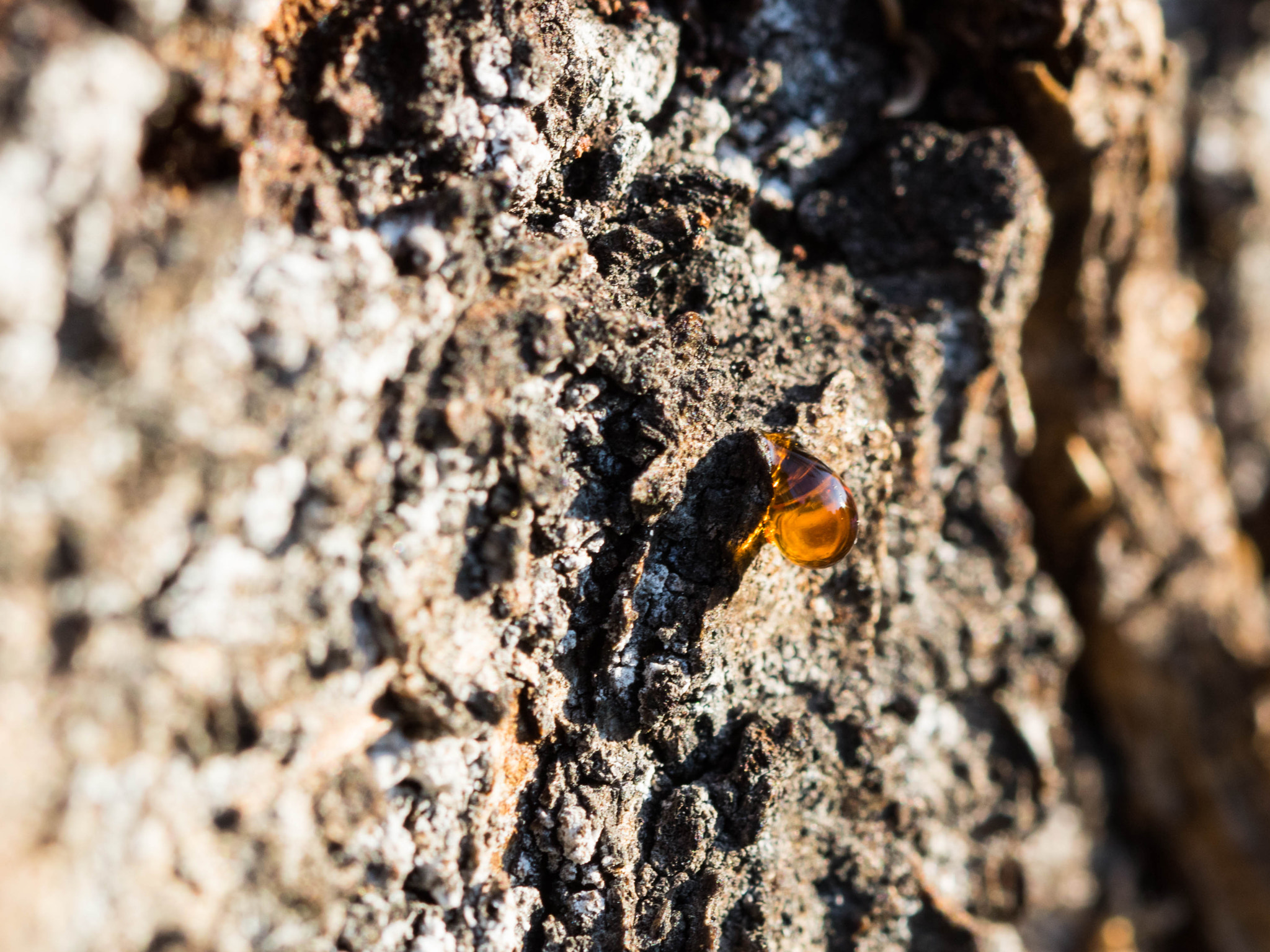 Canon EF 100mm F2.8 Macro USM sample photo. Drop of sap photography